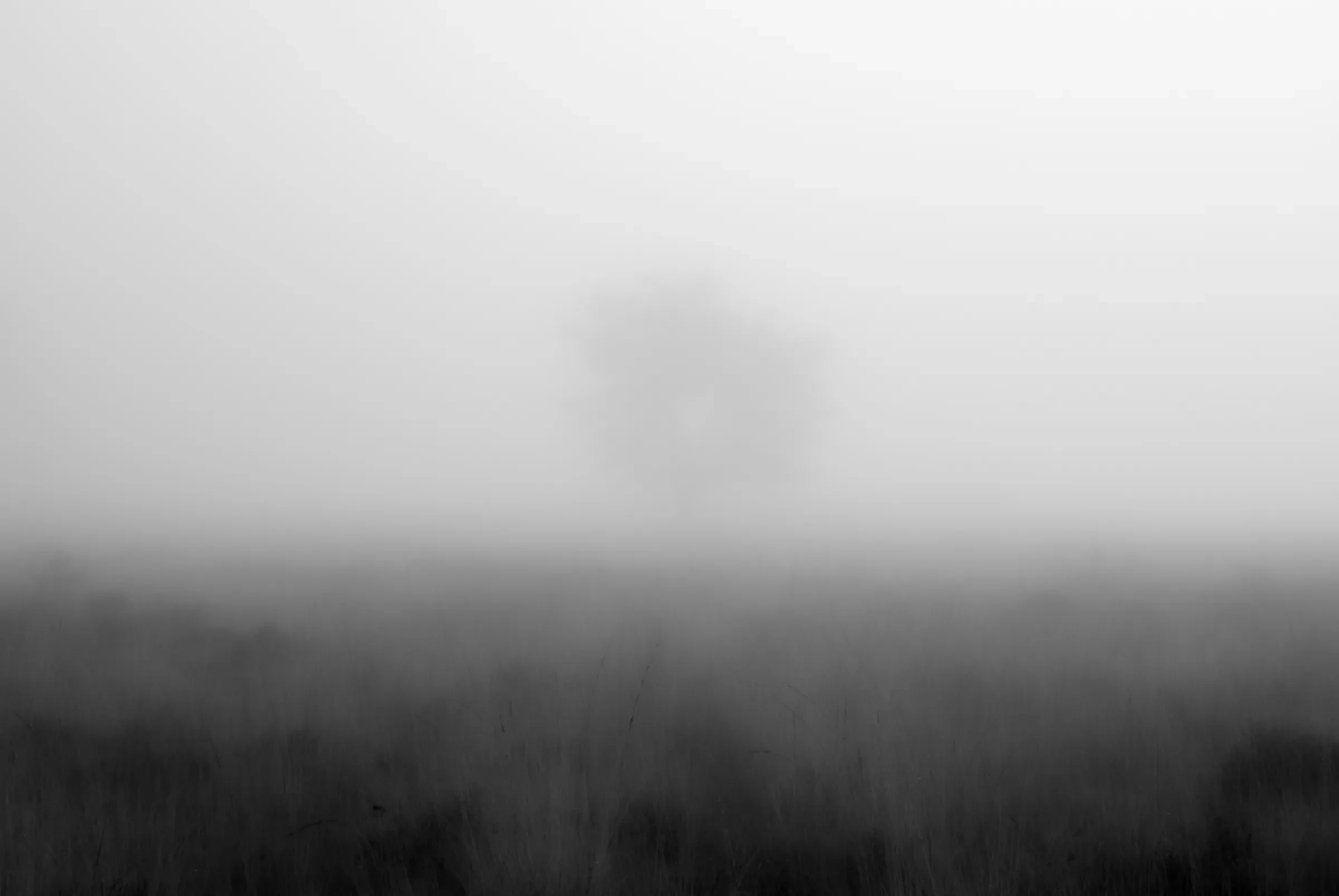 A solitary tree silhouetted in the distance through dense fog, above a dark field of grass.