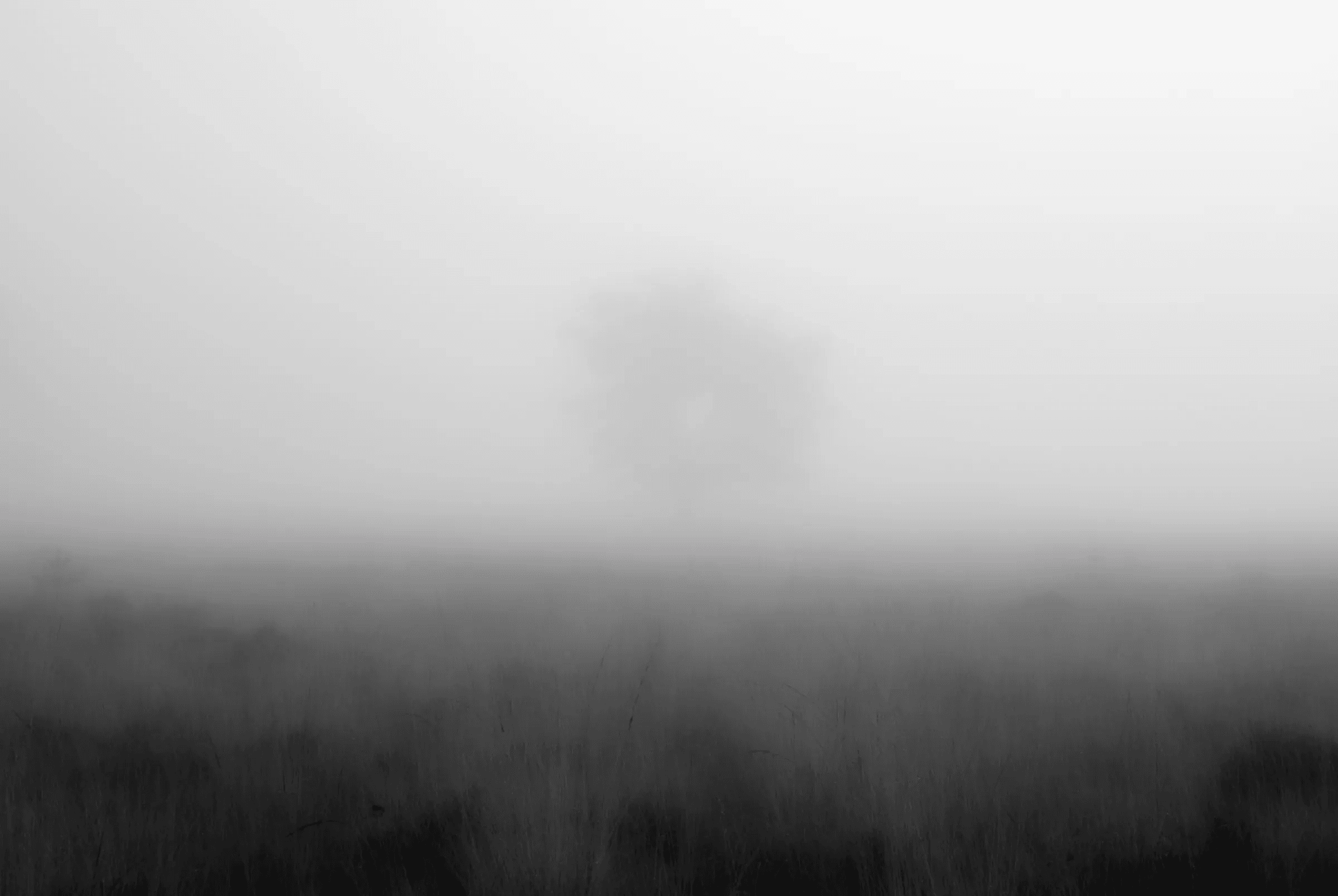 Black and white landscape photograph of a solitary tree silhouetted in the distance through dense fog, above a dark field of grass.