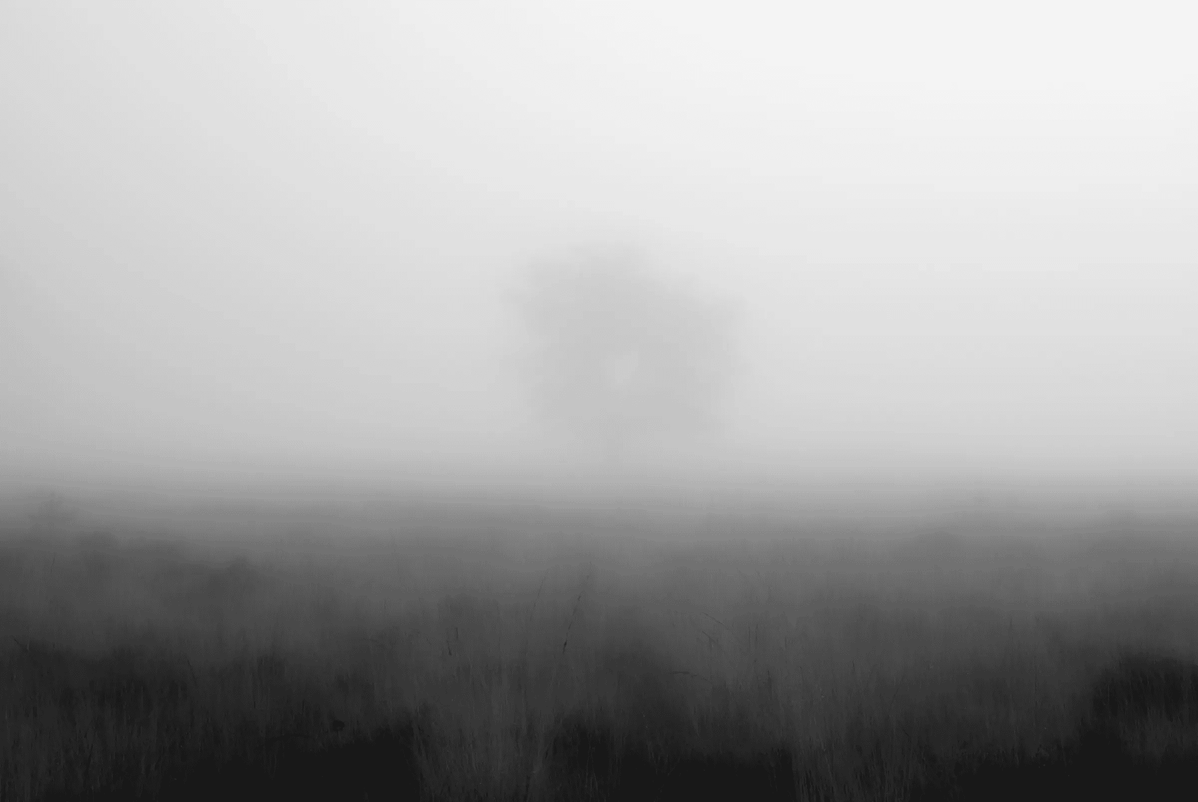 Black and white landscape photograph of a solitary tree silhouetted in the distance through dense fog, above a dark field of grass.