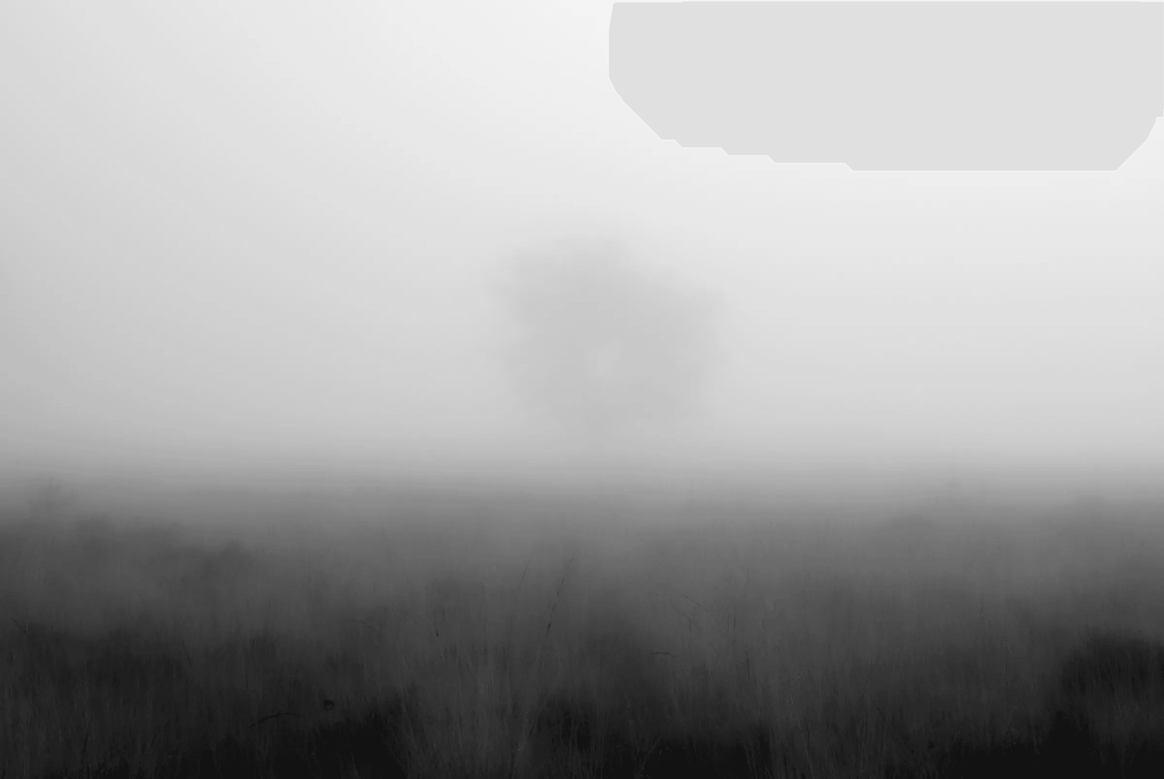 Solitary Tree in Fog A solitary tree silhouetted in the distance through dense fog, above a dark field of grass.