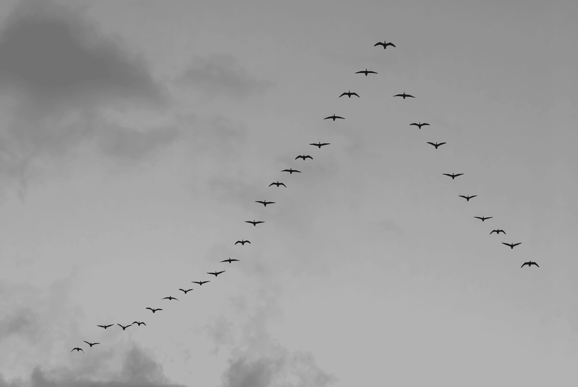 Black and white photograph of a flock of geese flying in a distinct V-formation across a grey, cloudy sky.