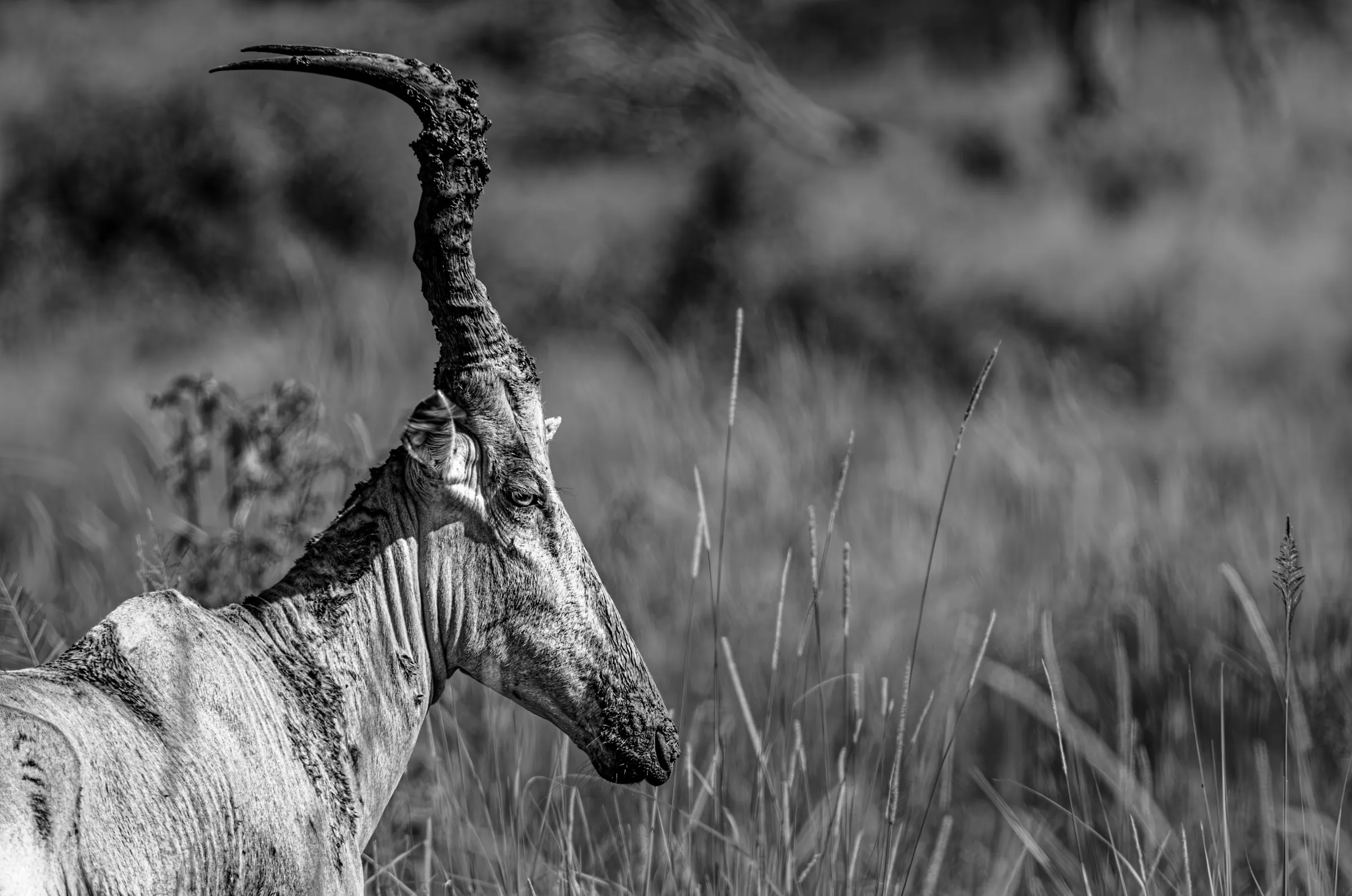 Hartebeest Portrait in Uganda in monochrome.