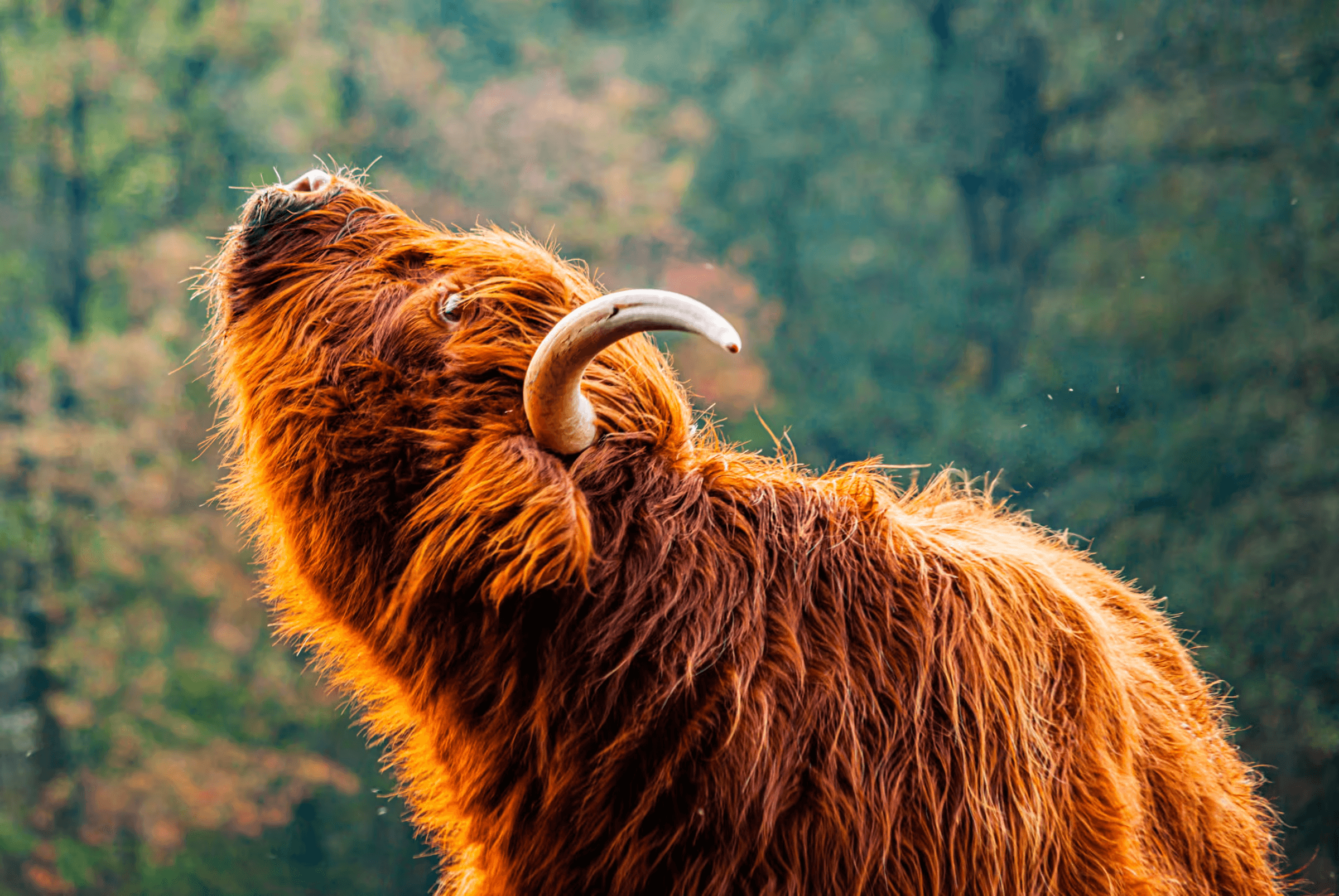 Highland Cow Bellow in Scottish Highlands.