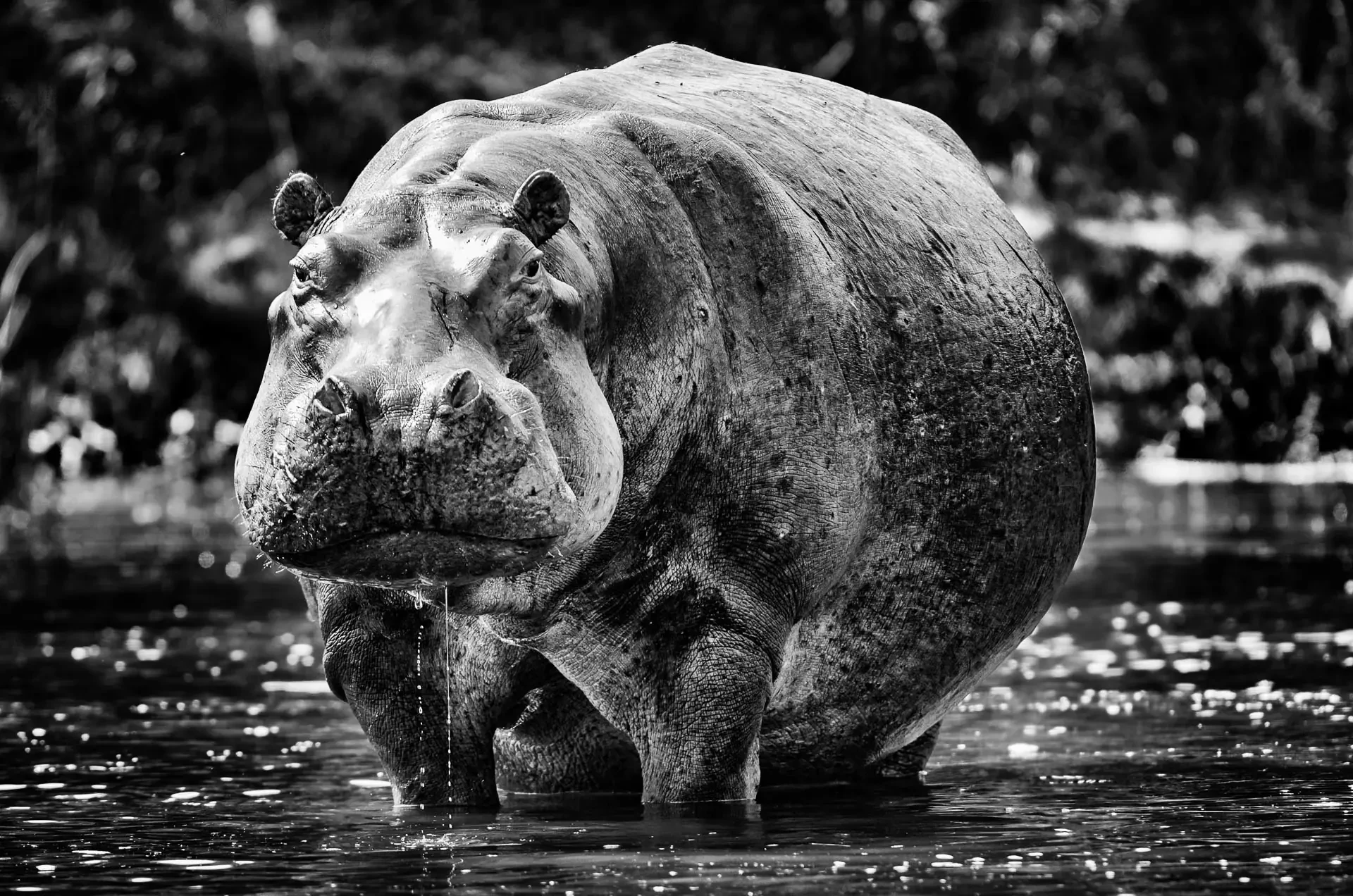 River Portrait in Black & White in Uganda in monochrome.