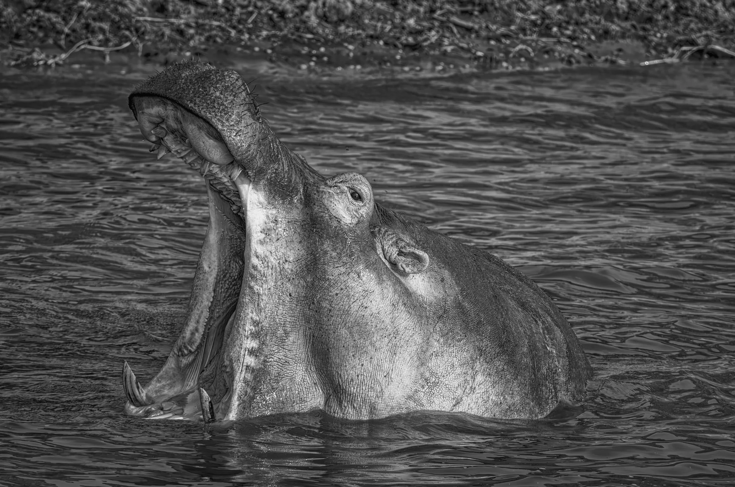 Hippo Yawn in Uganda in monochrome.