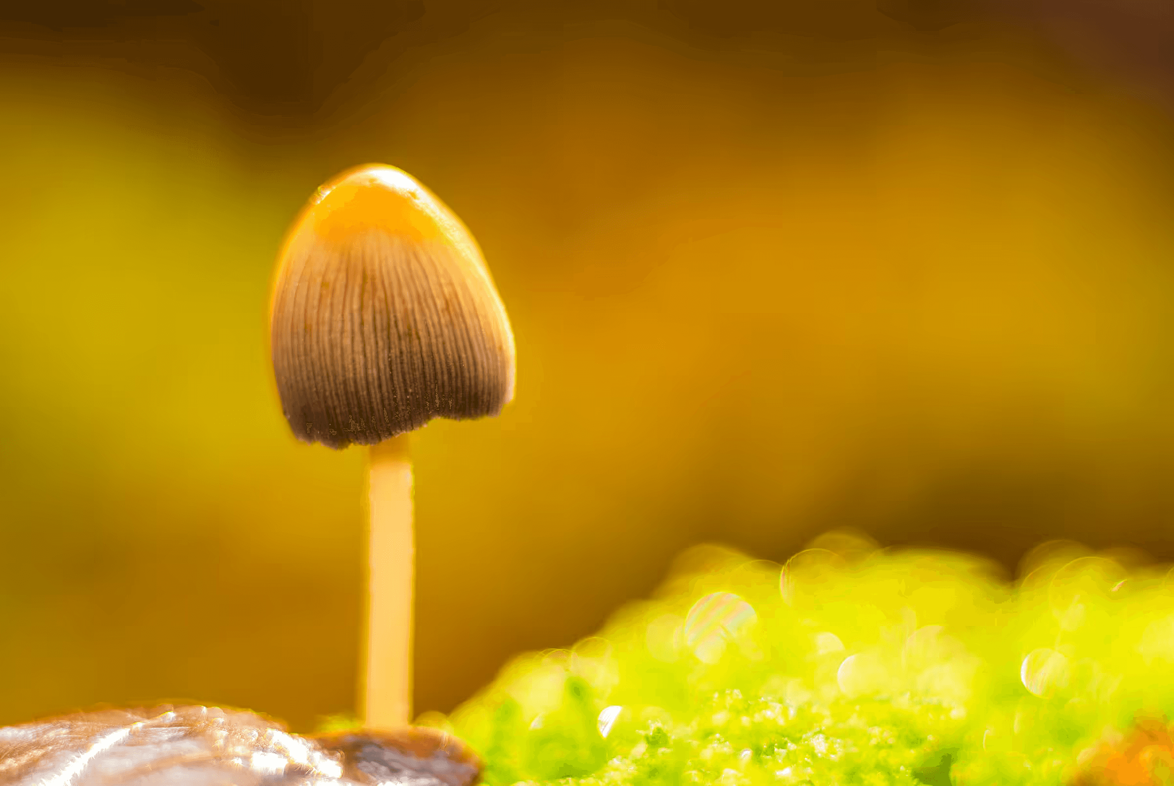 Macro photograph of an Inky Cap mushroom.