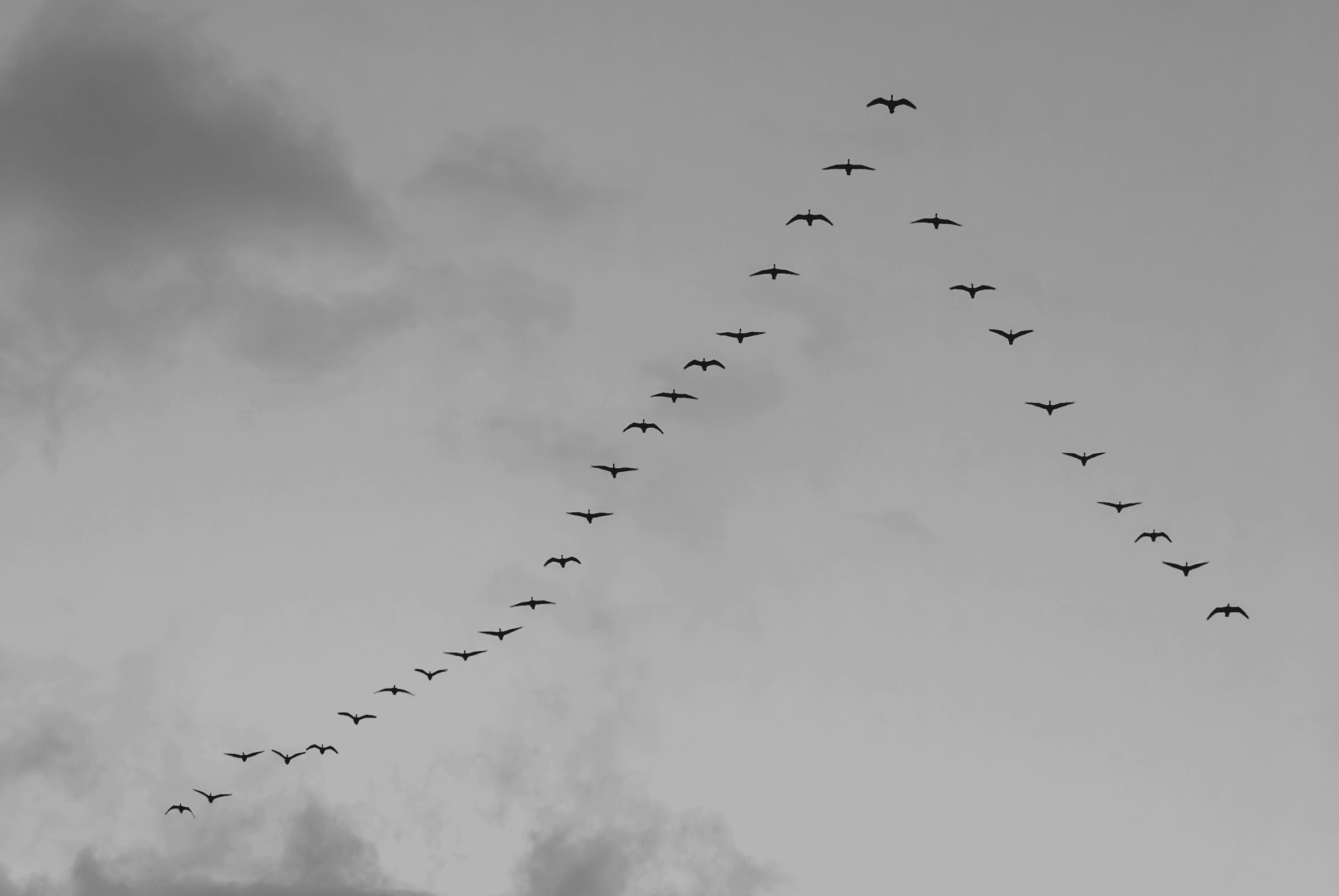 Monochrome geese flying in V-formation across a clouded sky over Etten-Leur.