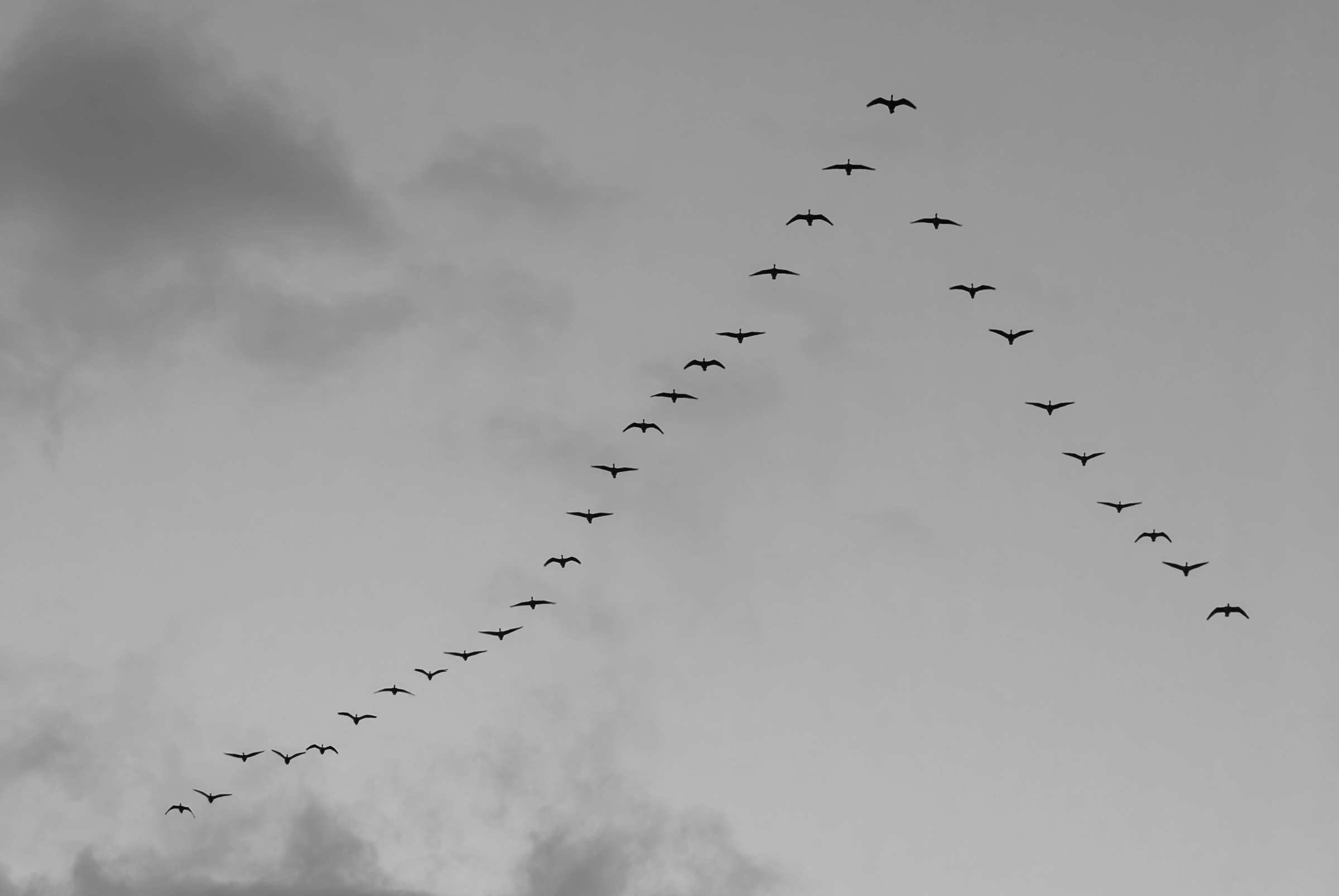 Monochrome geese flying in V-formation across a clouded sky over Etten-Leur.
