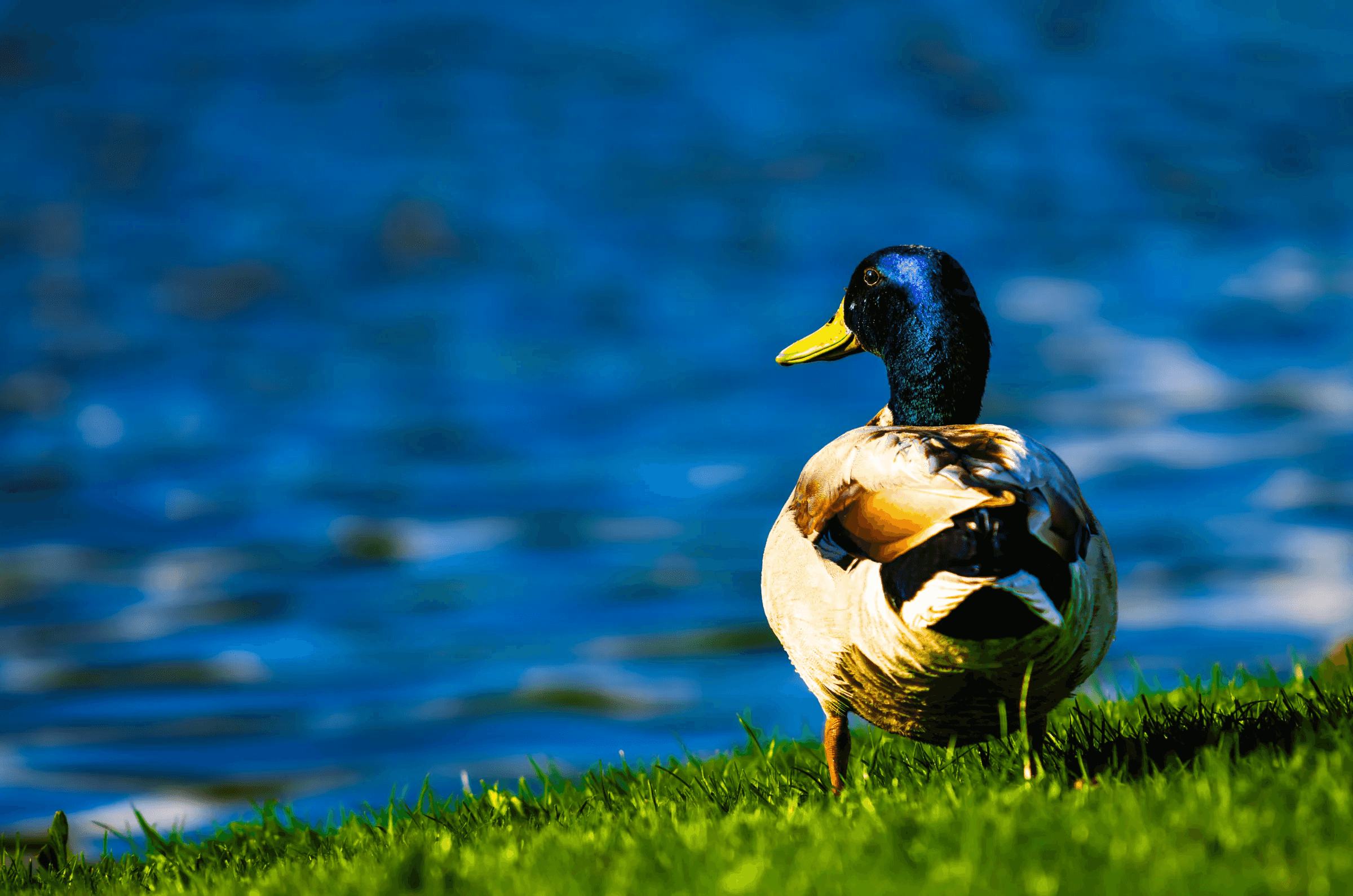 Color photograph of a male Mallard duck (drake) with an iridescent green head, standing on a grassy bank looking out over blue water.