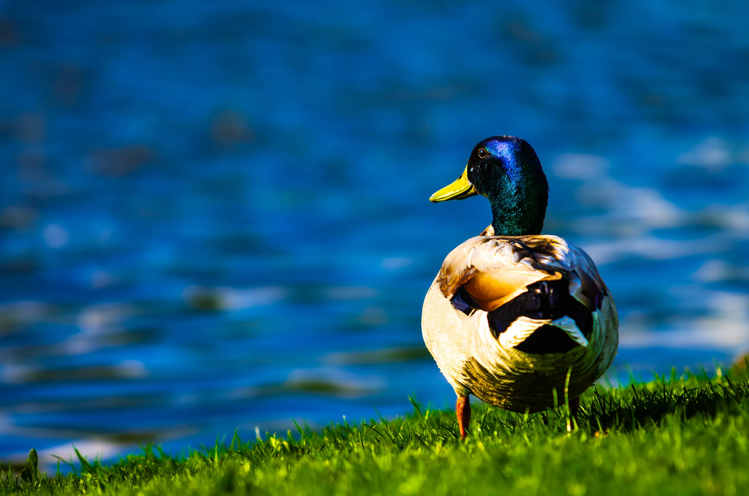 Mallard Drake by the Water in its natural habitat.
