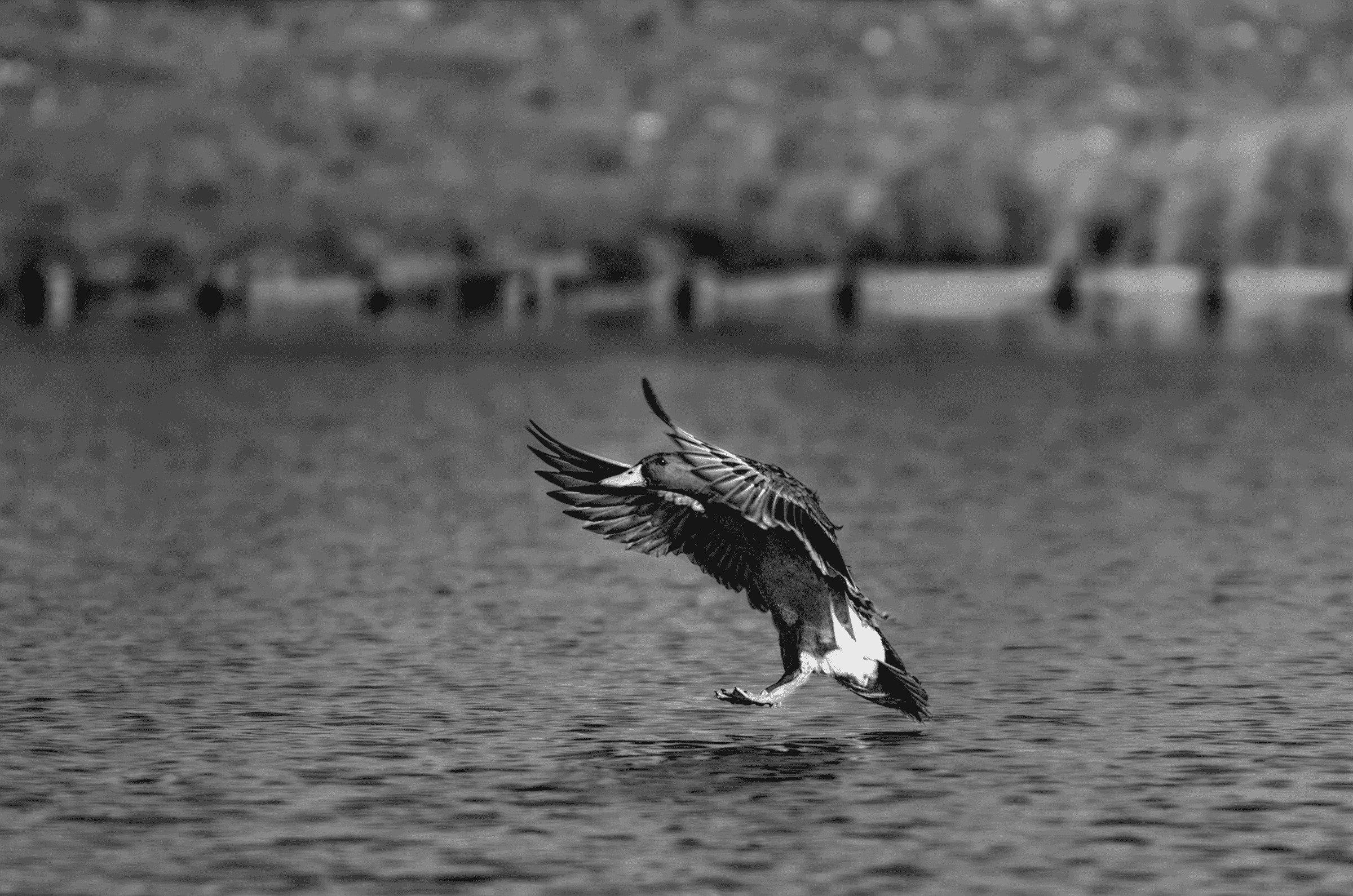 Mallard Landing Action Mallard Landing Action in its natural habitat in monochrome.