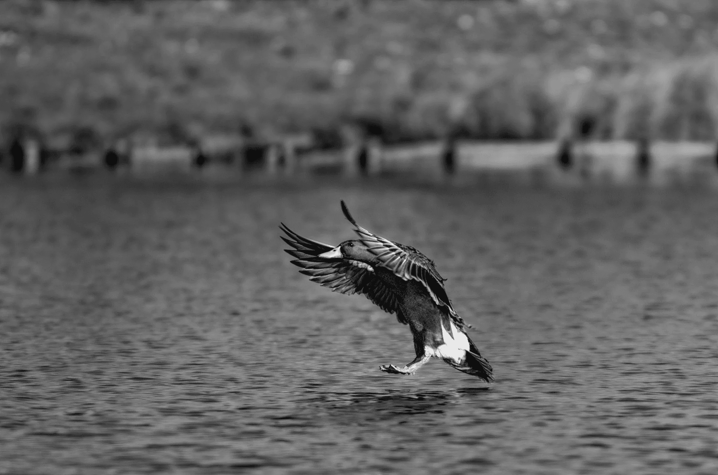 Mallard Landing Action in its natural habitat in monochrome.