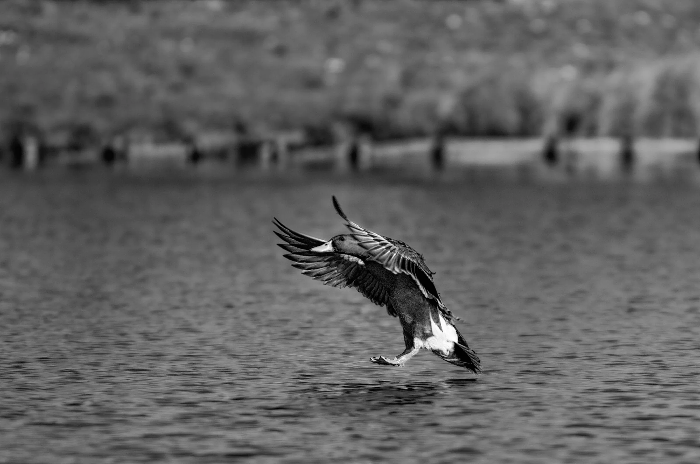 Mallard Landing Action in its natural habitat in monochrome.