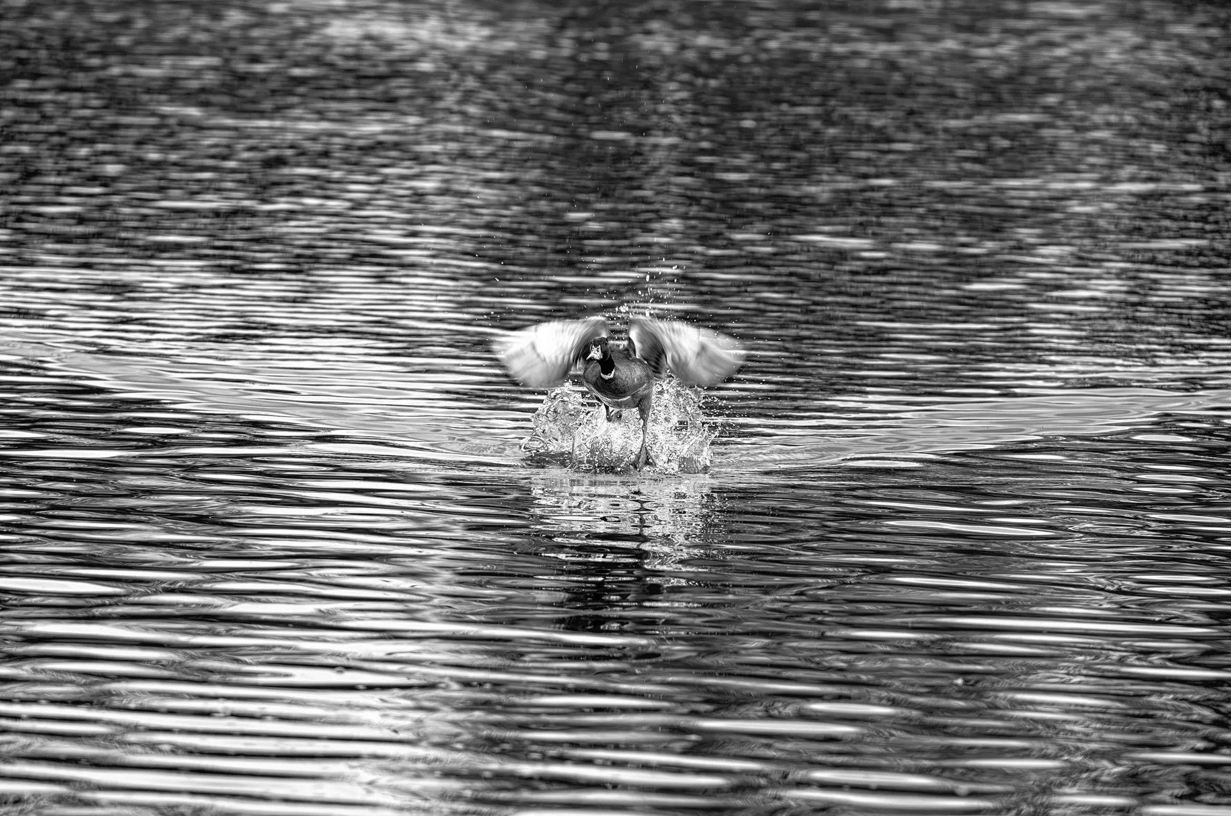 Mallard Takeoff Splash in its natural habitat in monochrome.