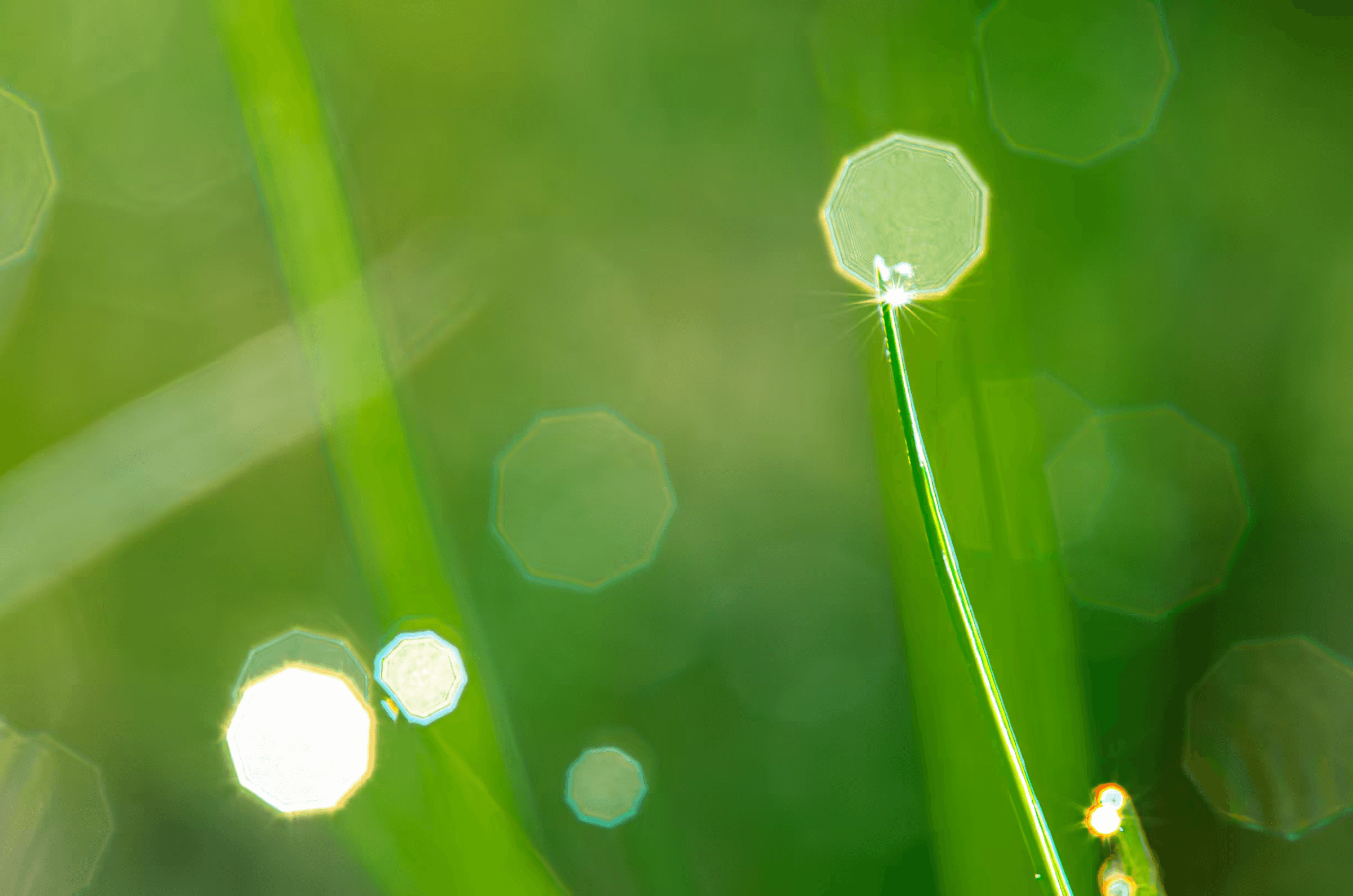 Macro photograph of morning dewdrops on blades of grass.