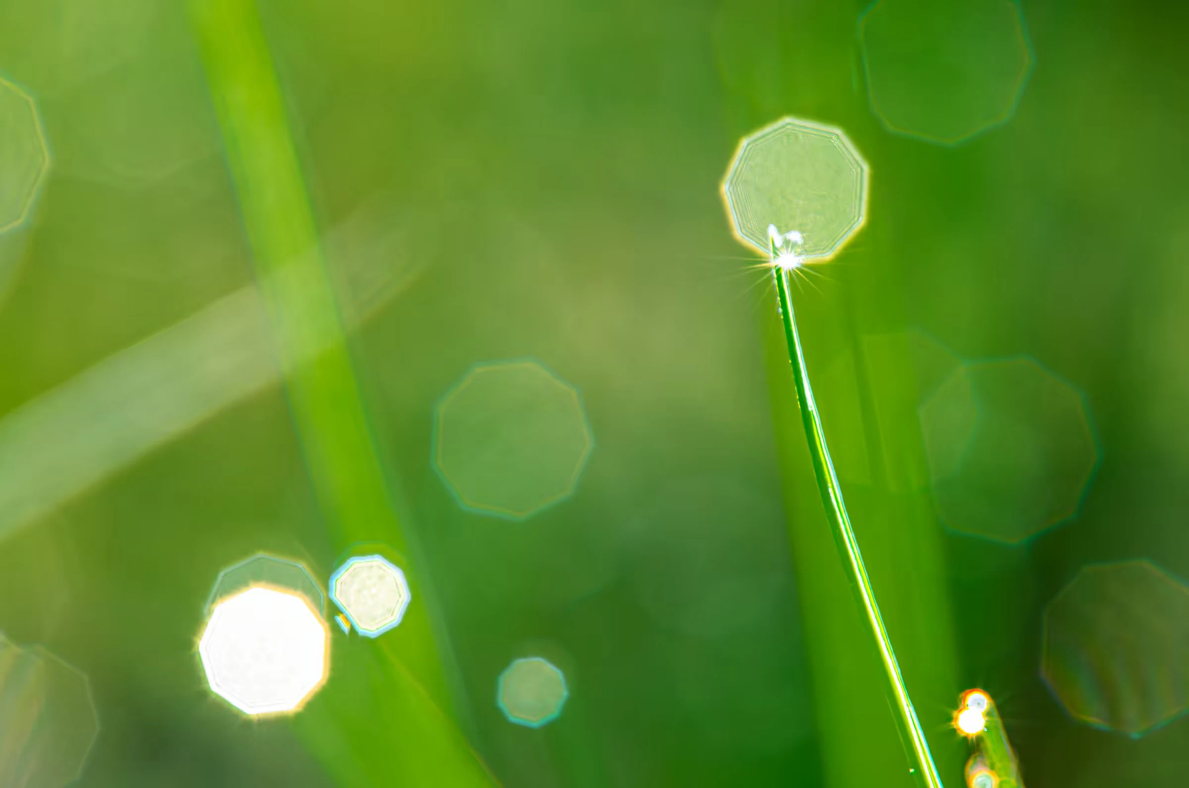 Macro photograph of morning dewdrops on blades of grass.
