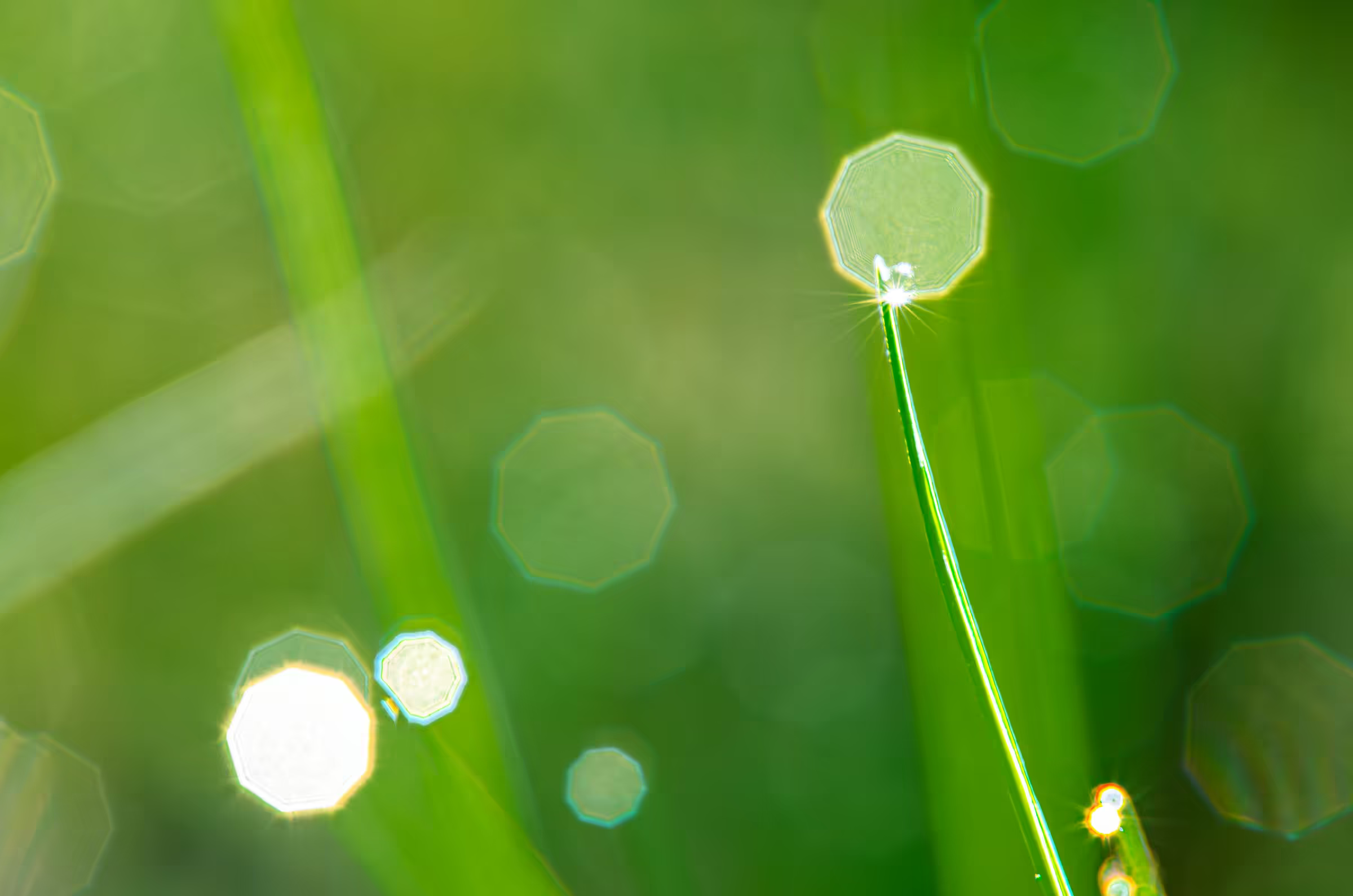 Macro photograph of morning dewdrops on blades of grass.