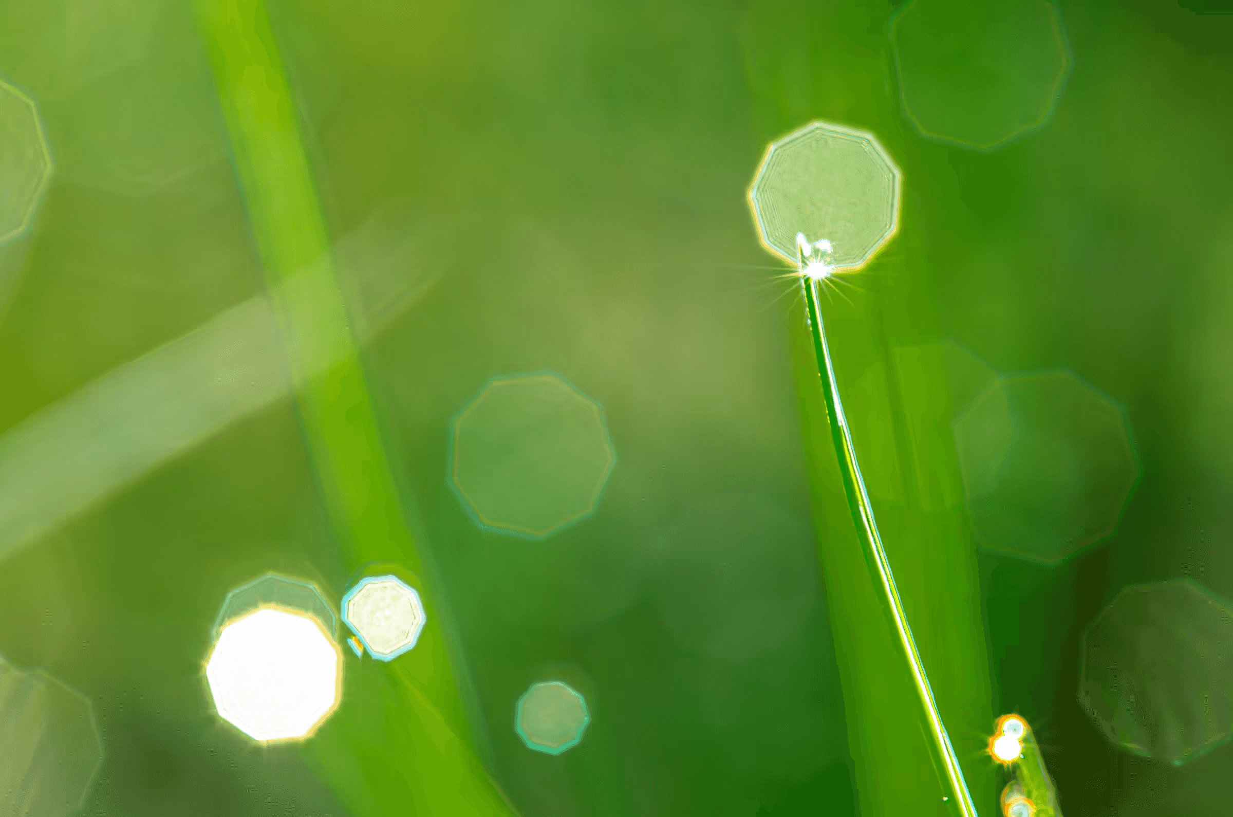 Emerald Grass, Diamond Dew Macro photograph of morning dewdrops on blades of grass.