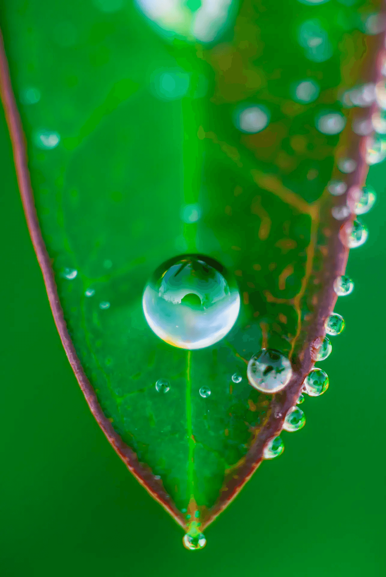 Macro photograph of a large, luminous dewdrop clinging to the tip of a vibrant green leaf. Smaller droplets line the leaf's edge, reflecting the surrounding environment.