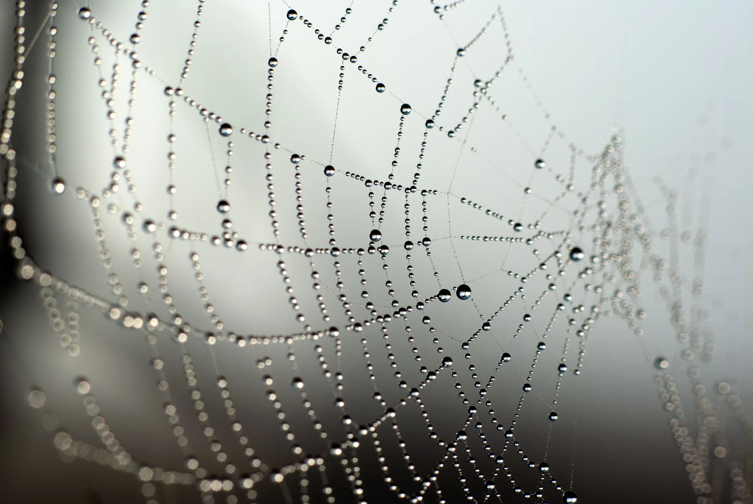 Dew-Kissed Spider Web as an abstract study.