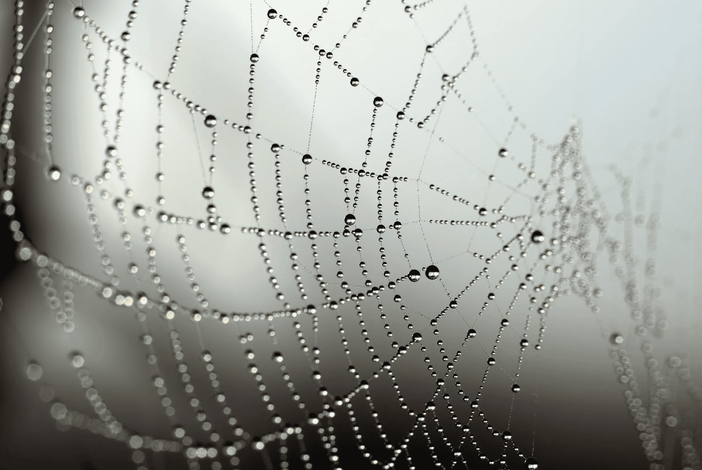 Dew-Kissed Spider Web Dew-Kissed Spider Web as an abstract study.