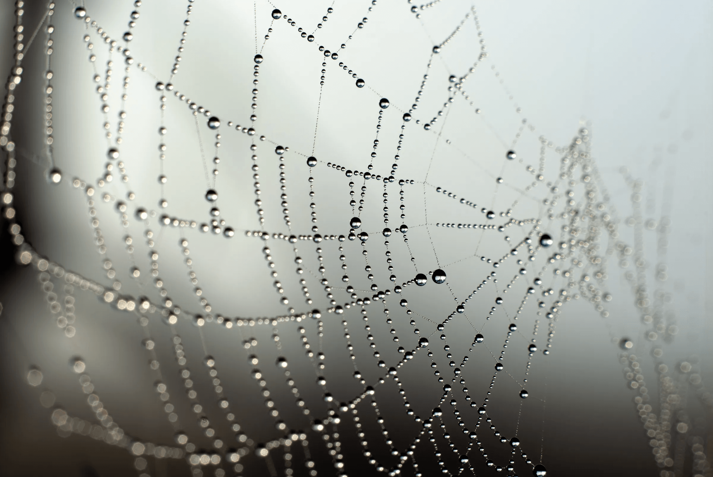 Click to view in fullscreen Dew-Kissed Spider Web as an abstract study.