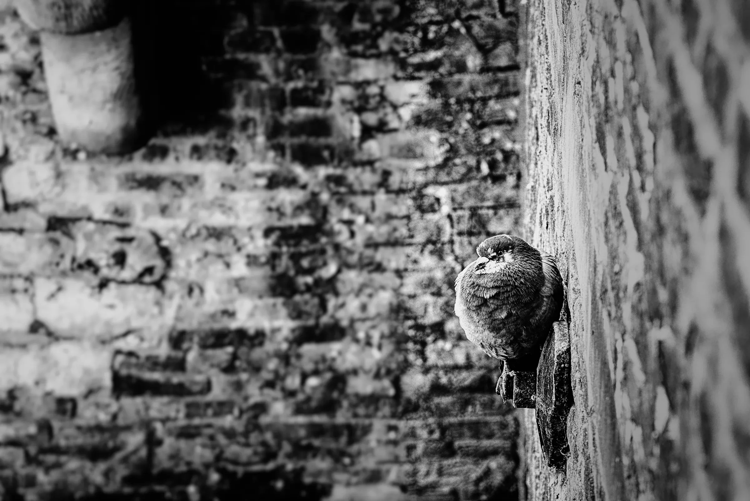 A pigeon perched on a ledge against a weathered brick wall.