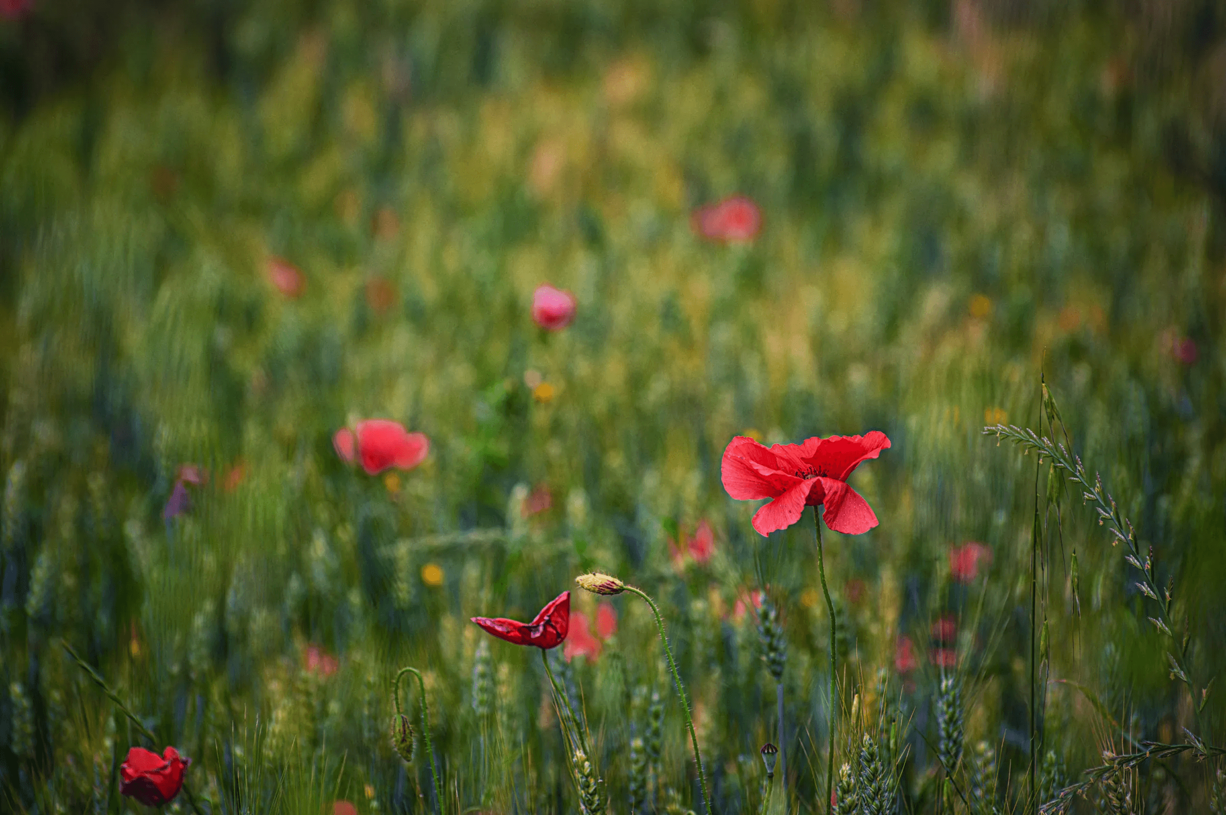 Poppy Detail in Grain Field Color photograph with selective focus on red poppies blooming in a field of green grain stalks.
