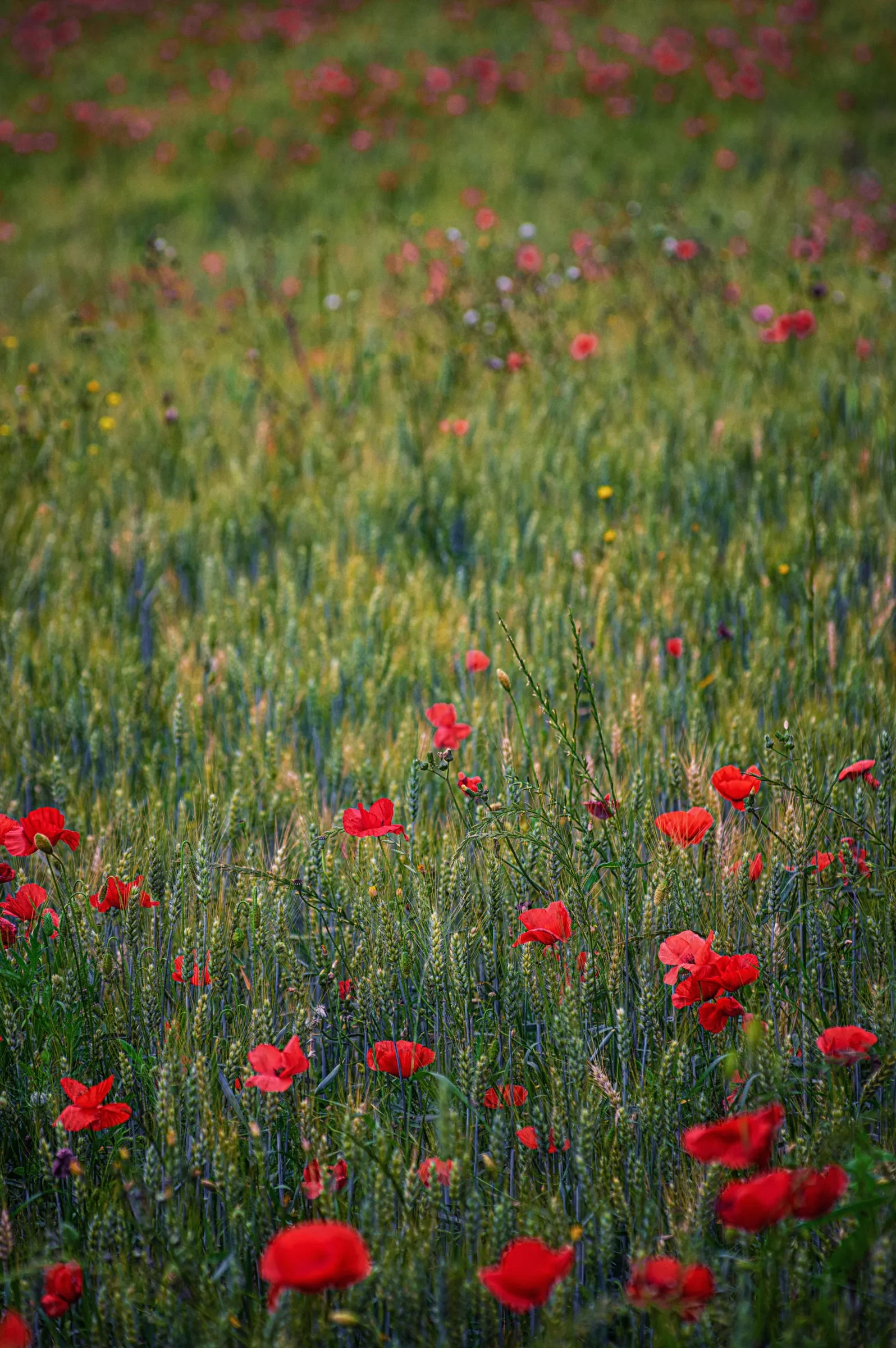 Numerous red poppies blooming amidst a field of green, unripe grain stalks.