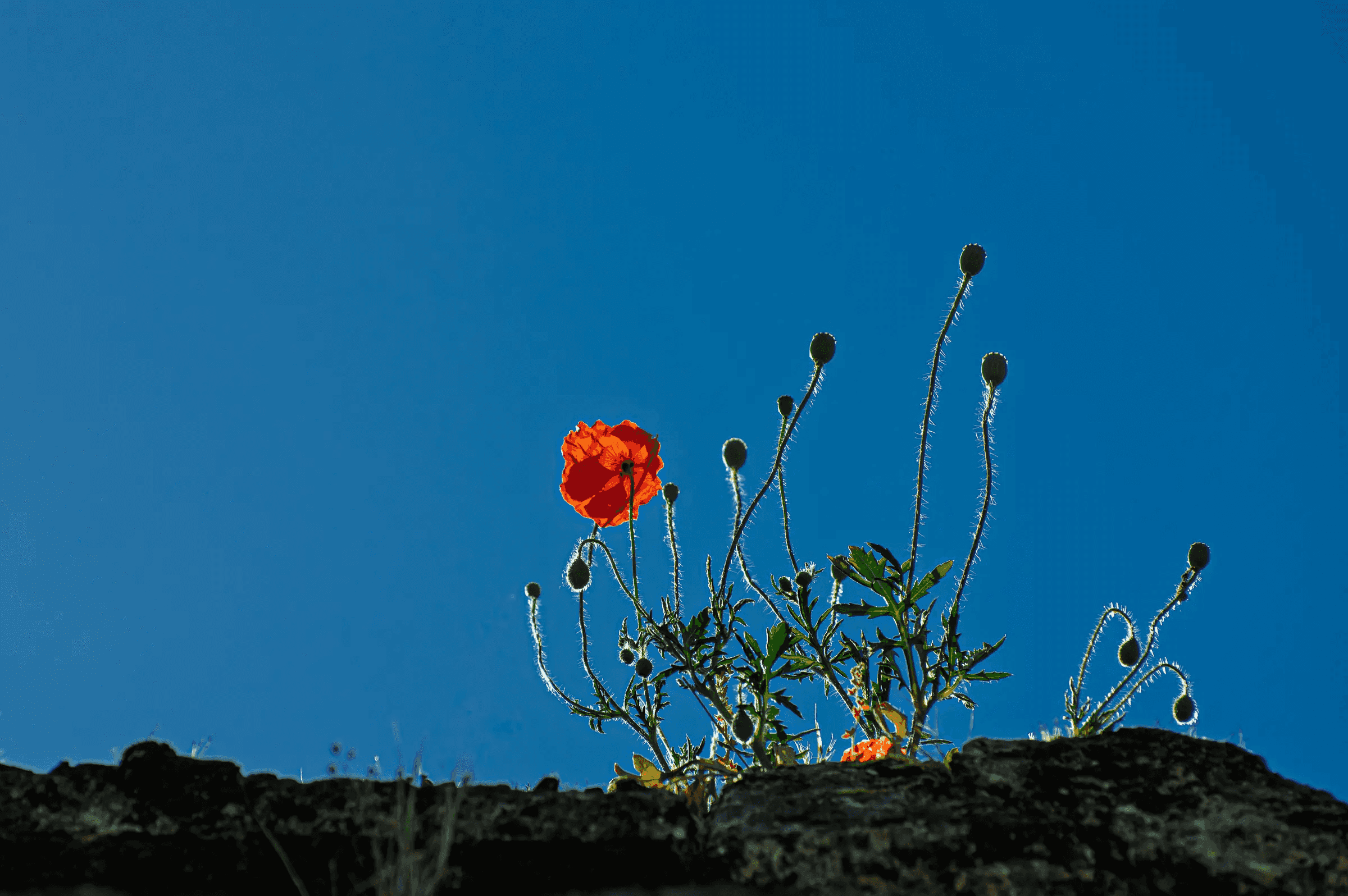 Poppy Above the Wall A vivid red poppy and slender buds silhouetted against a deep blue sky, emerging from a stone wall.
