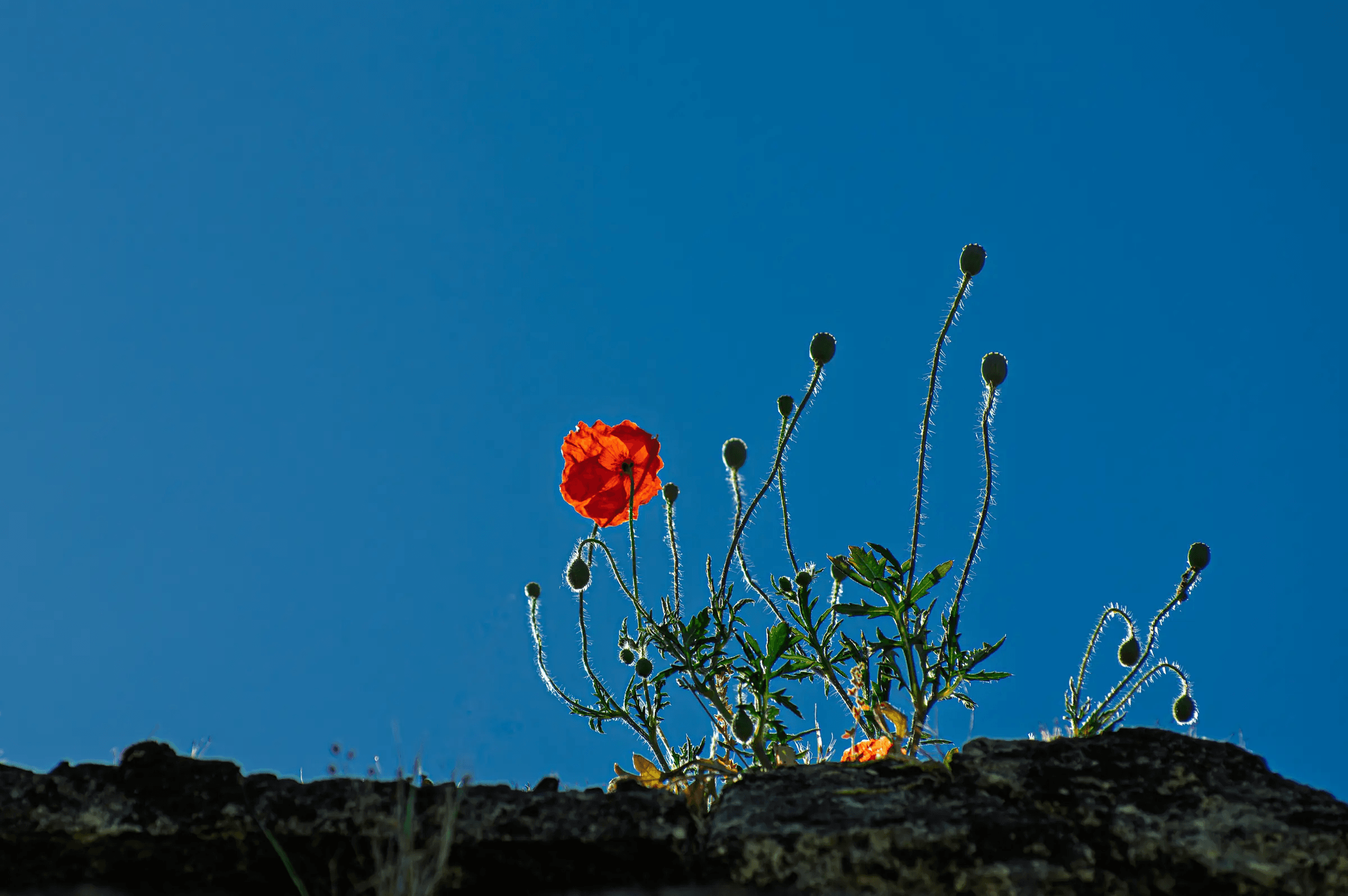 Click to view in fullscreen A vivid red poppy and slender buds silhouetted against a deep blue sky, emerging from a stone wall.