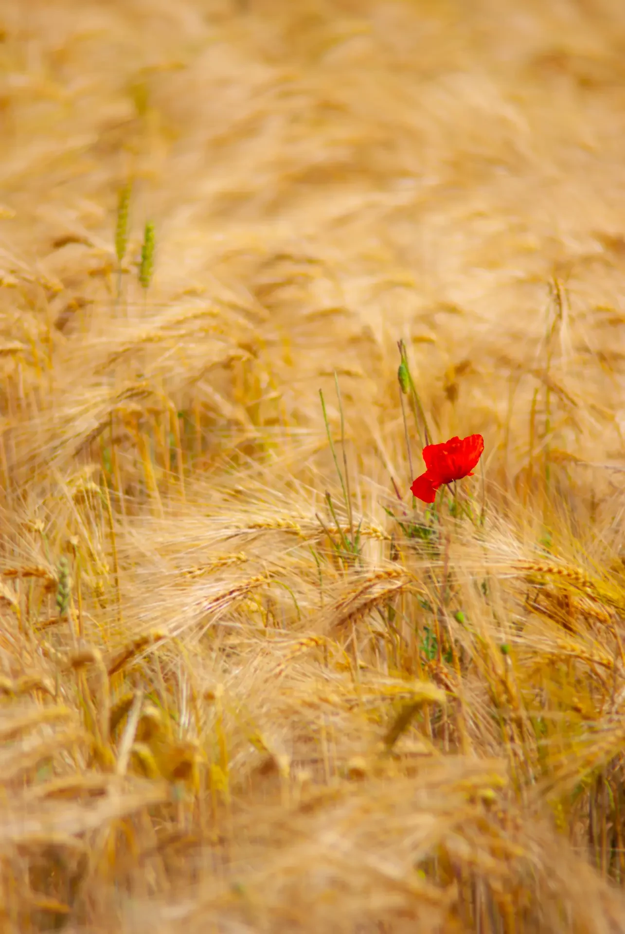 Poppy s Crimson Whisper in Countryside.