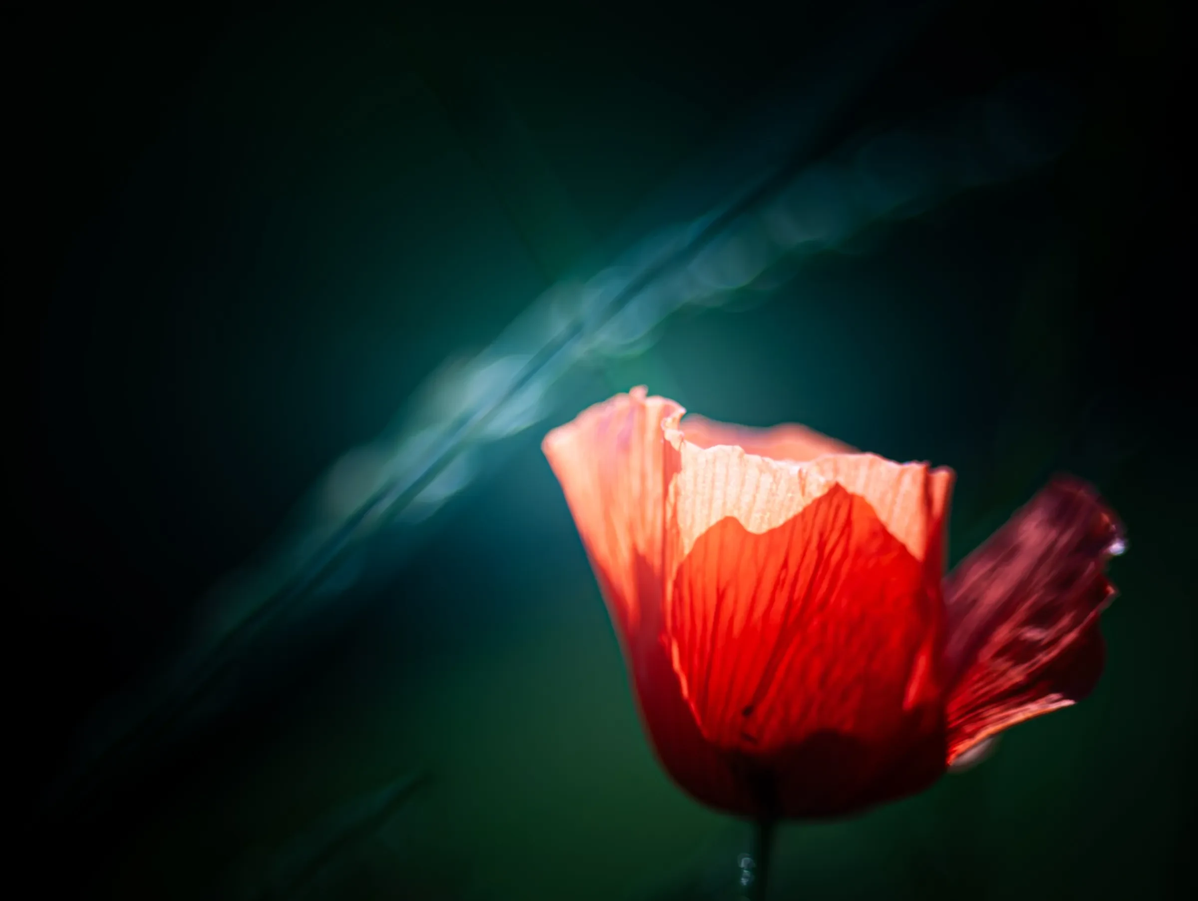 A single red poppy flower illuminated against a dark, blurred background with diagonal light streaks.