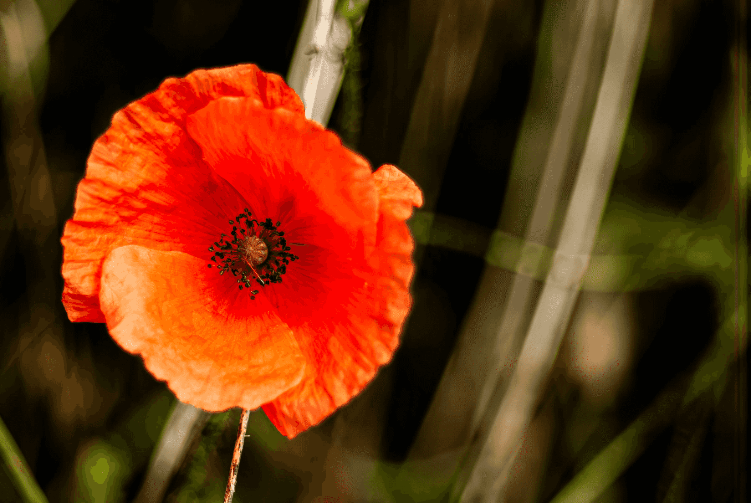 Color macro photograph of a vibrant red poppy flower, focusing on the petals and dark center (stamen and pistil). Captured June 15, 2011.