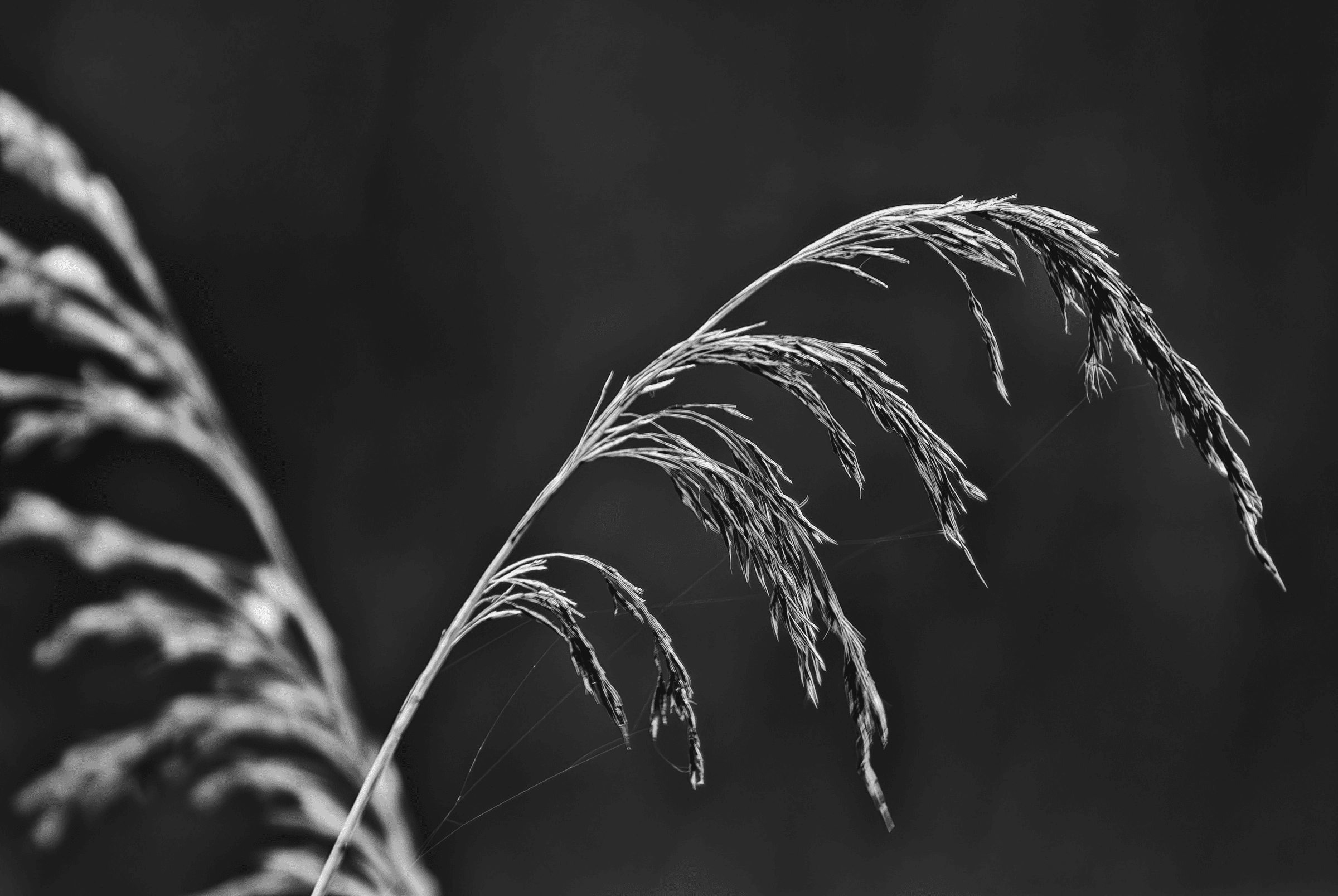 Black and white macro photograph focusing on the feathery seed head of a reed or grass, arching against a dark background. Captured April 5, 2010.