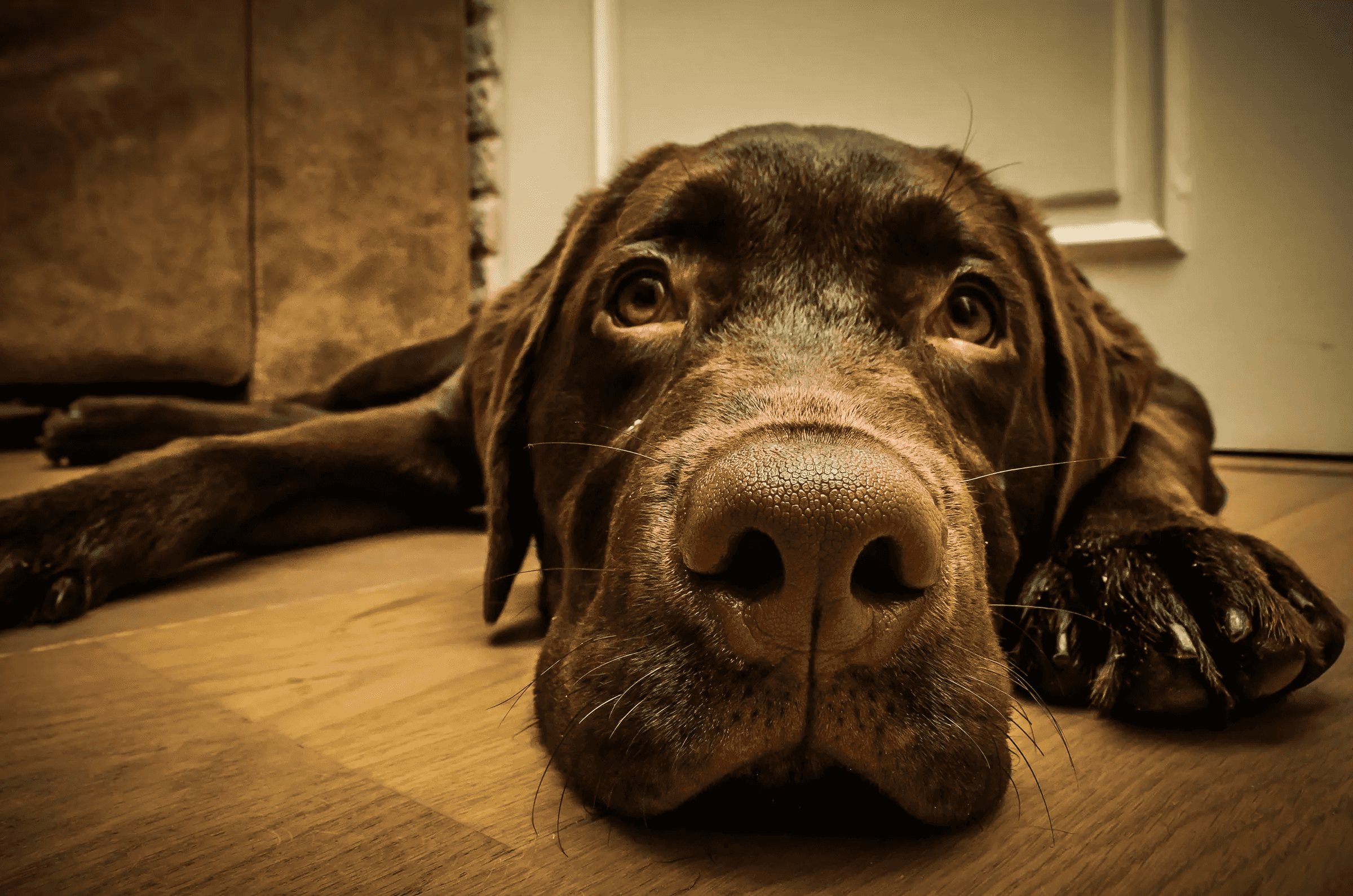 Resting Chocolate Lab, Buddha Close-up of a chocolate Labrador retriever lying on a wooden floor, gazing softly at the camera