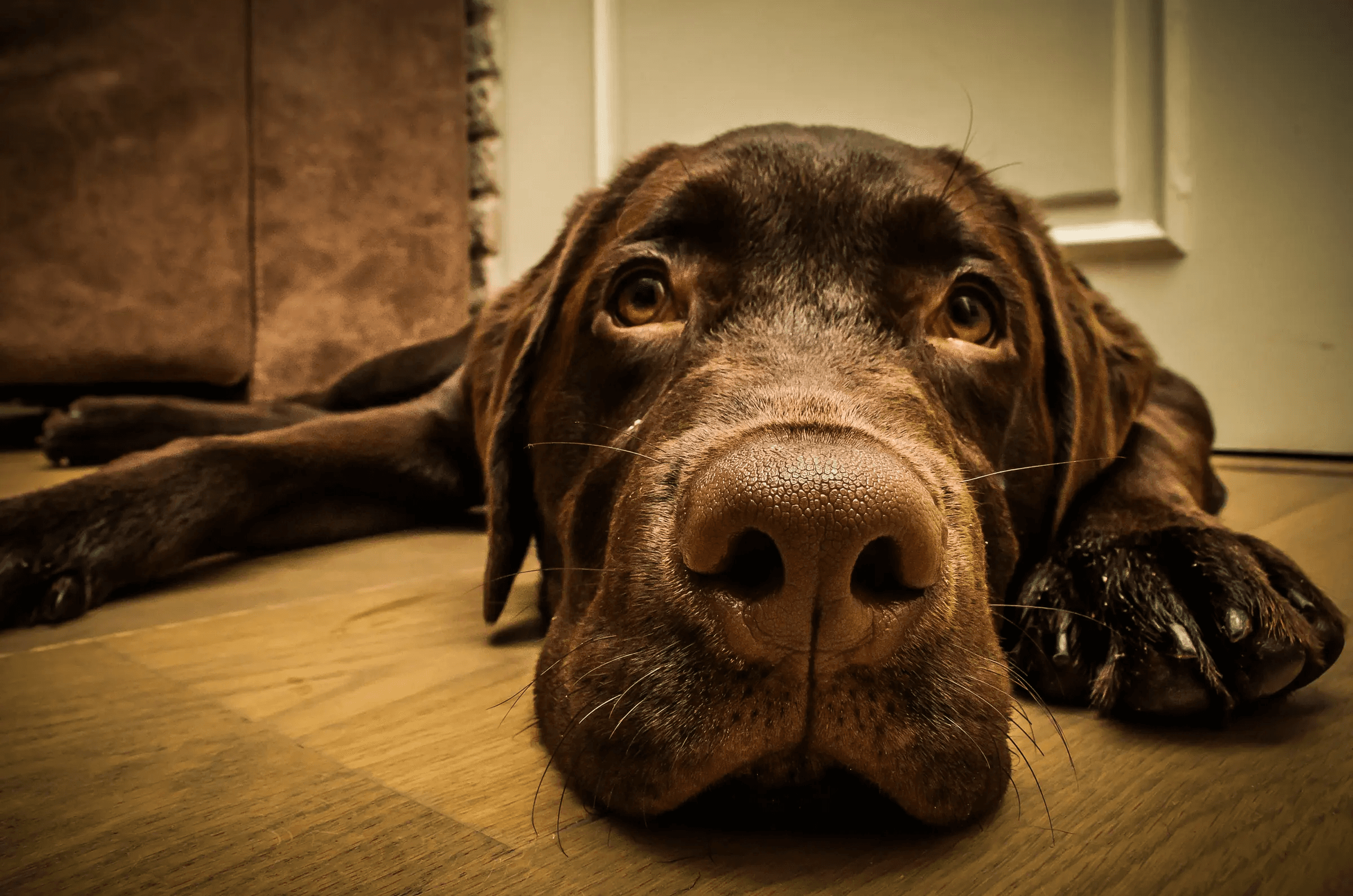 Click to view in fullscreen Close-up of a chocolate Labrador retriever lying on a wooden floor, gazing softly at the camera
