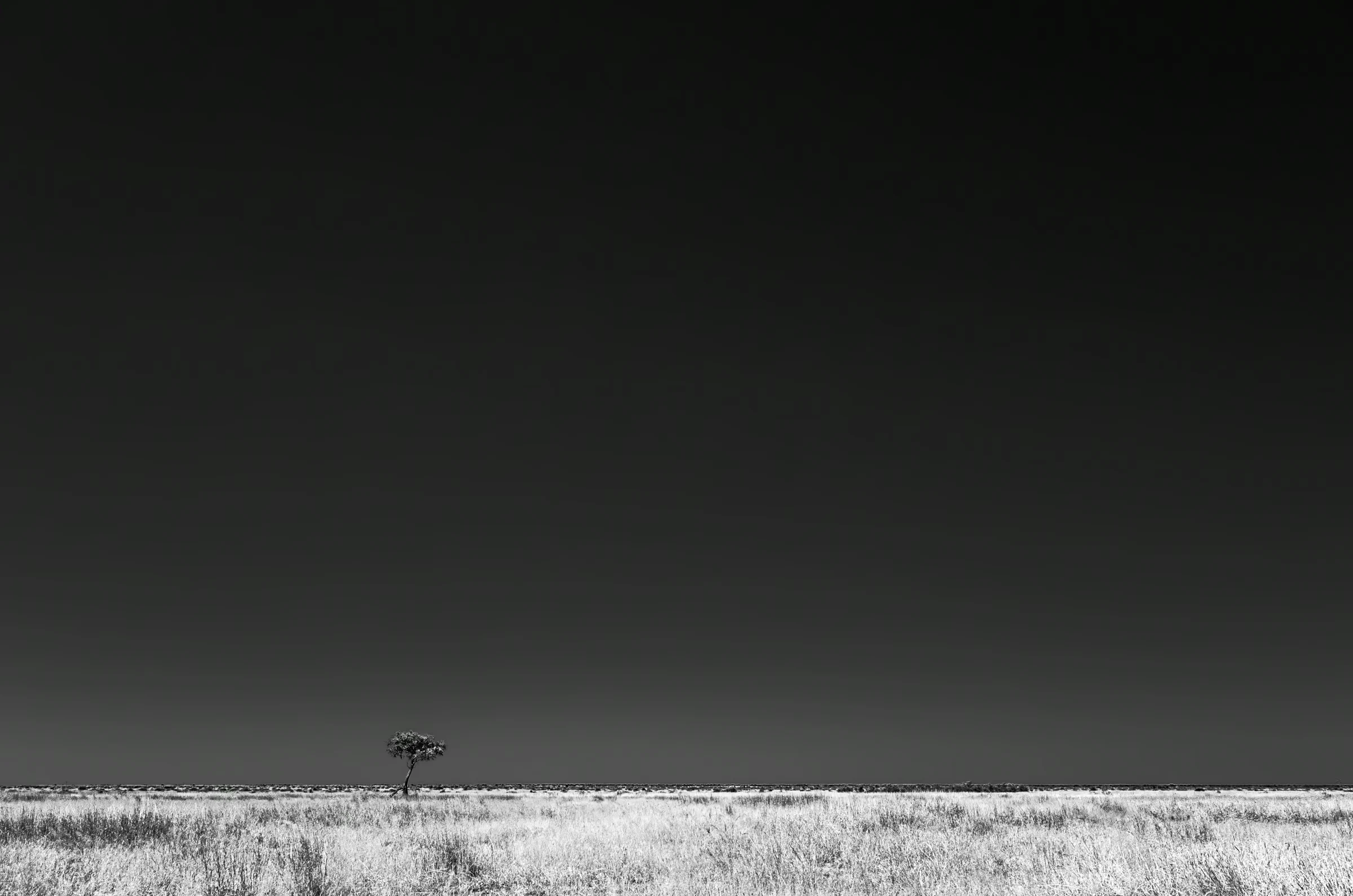 Monochrome lone tree standing on the open Savuti Plains in Botswana.