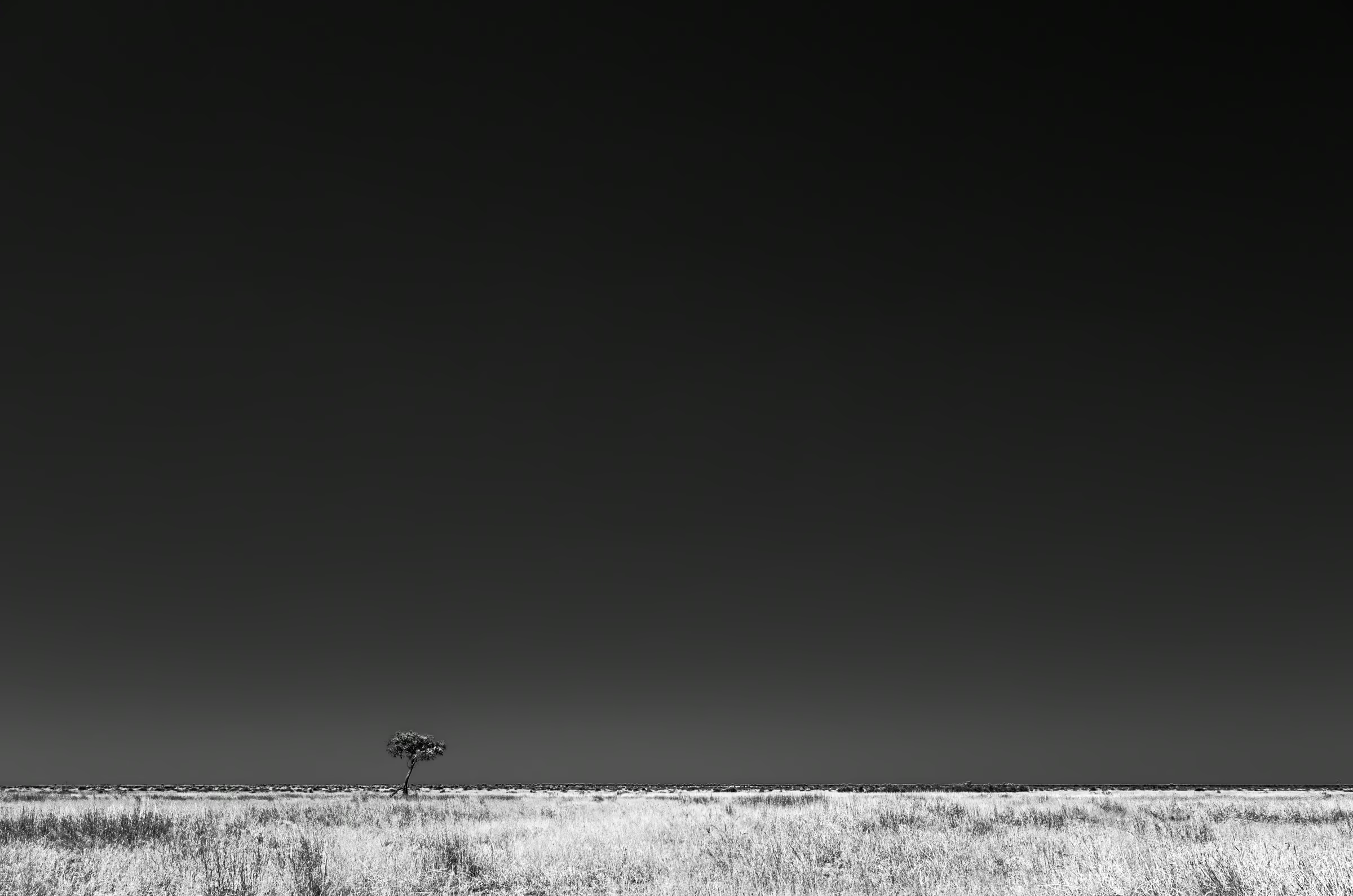 Monochrome lone tree standing on the open Savuti Plains in Botswana.