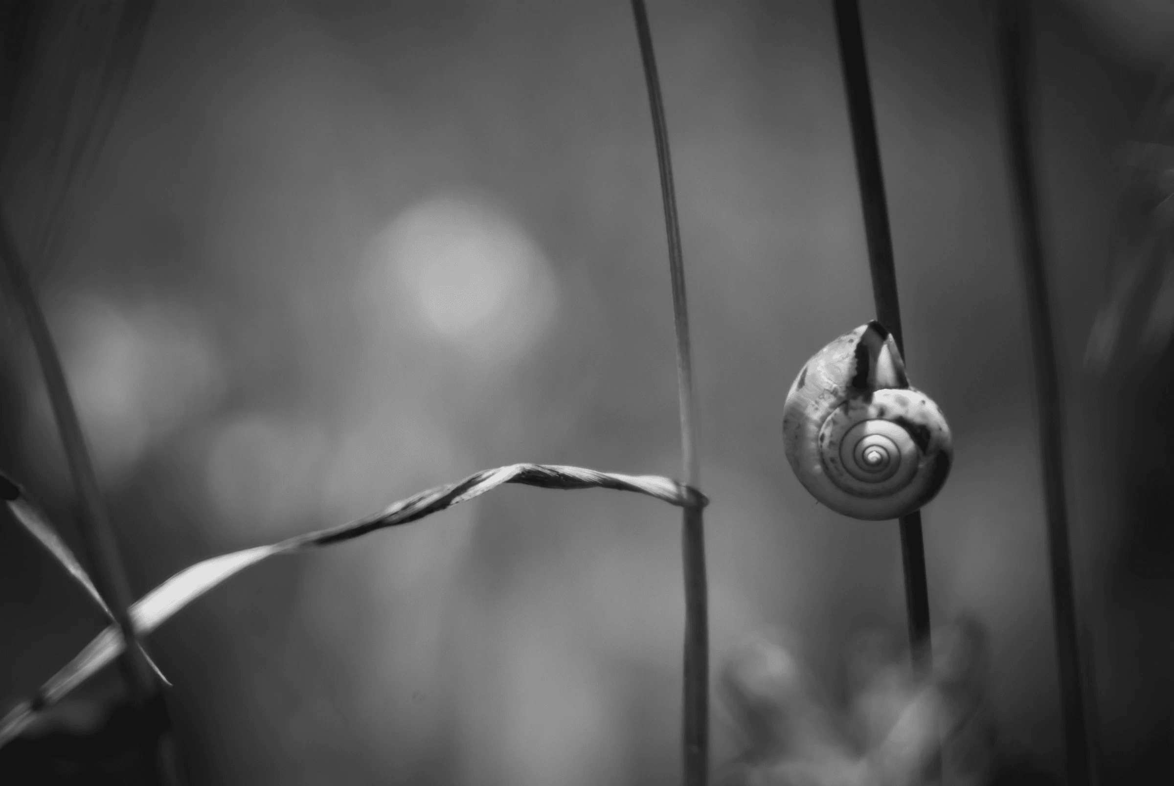 Black and white macro photograph focusing on a small snail clinging to a vertical plant stem, with a blurred background.