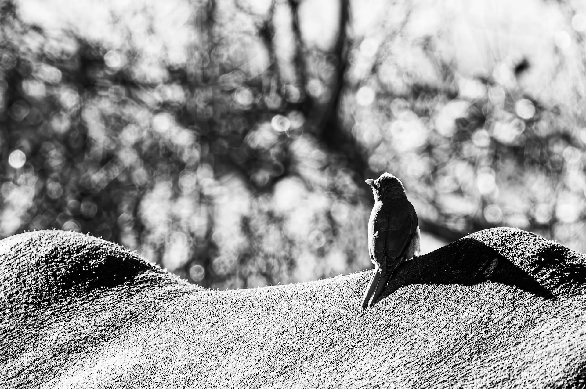 Monochrome bird perched on an ox in Uganda.
