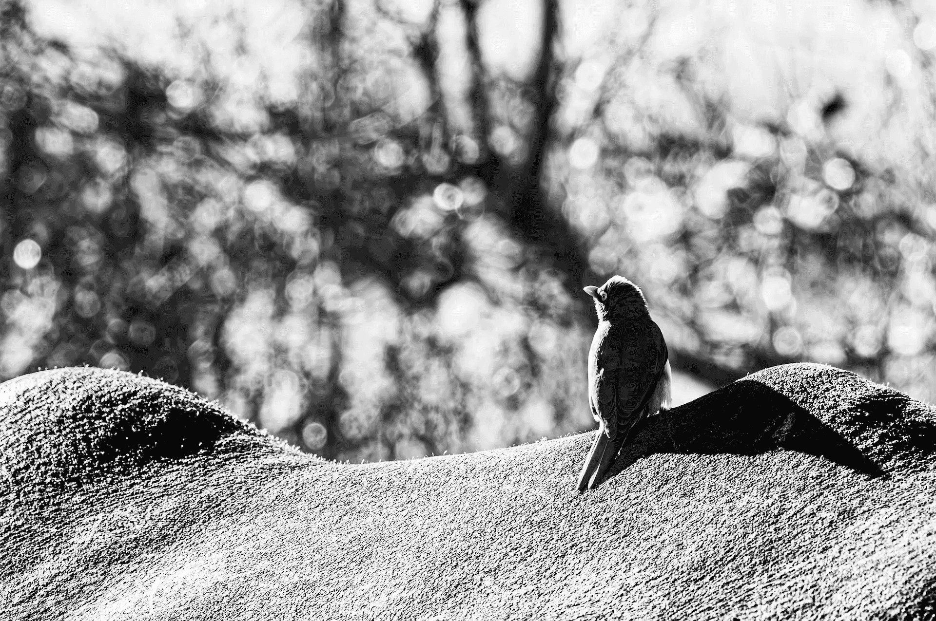 Bird Perched on Ox, Uganda Monochrome bird perched on an ox in Uganda.