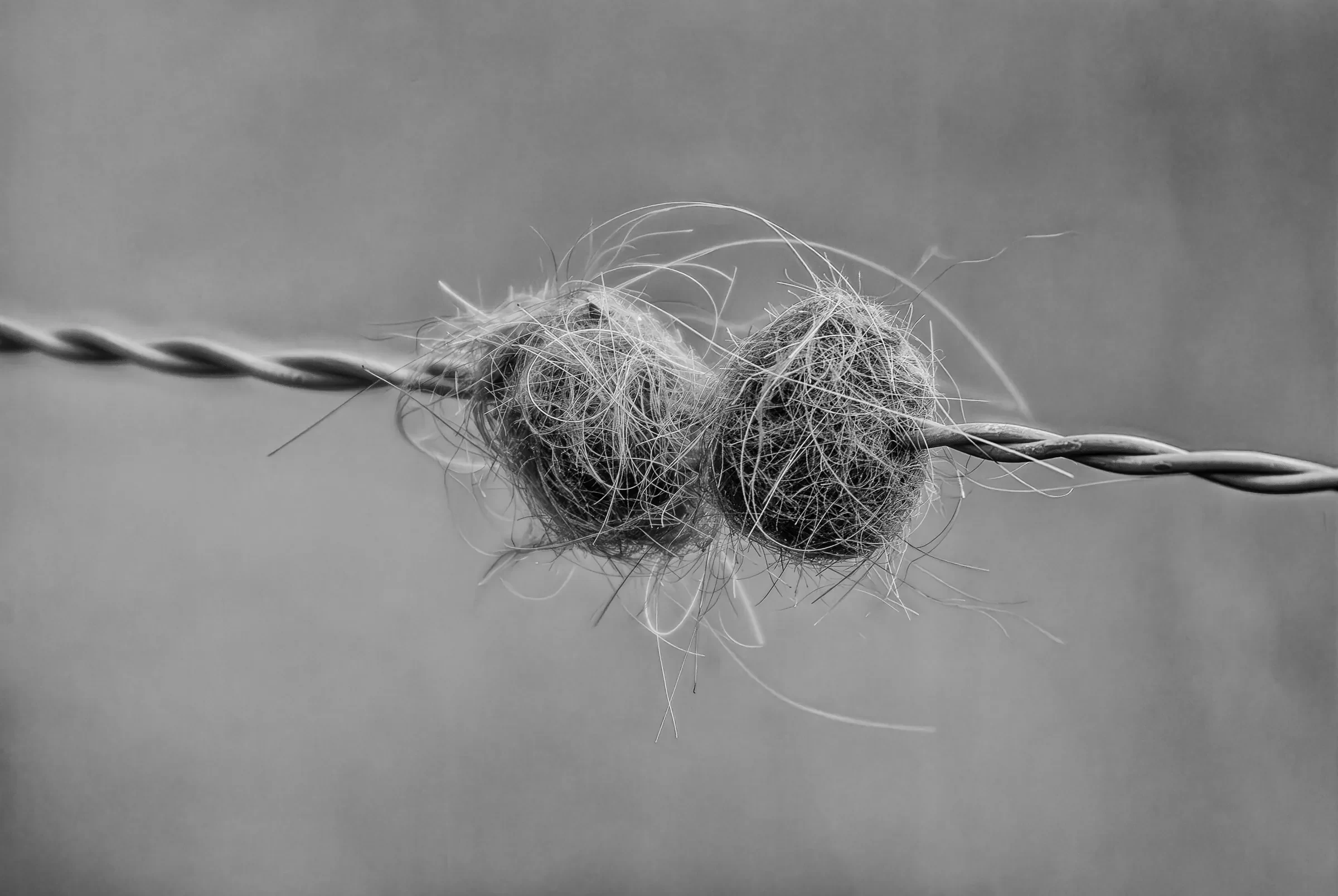 Tangled Fibres on Wire in monochrome.