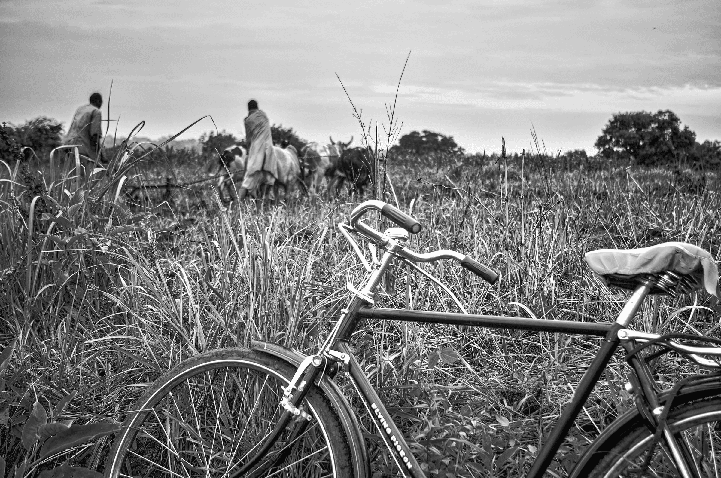 Click to view in fullscreen Bicycle standing in tall grass as two people tend cattle in a field near Amuria, Uganda, beneath an overcast sky.