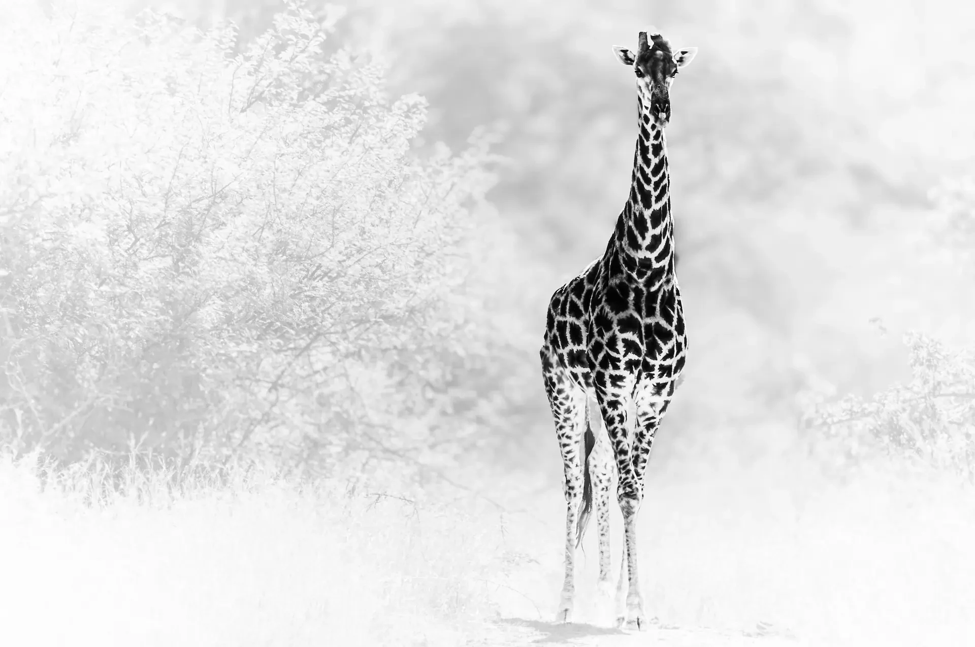 Stunning black and white photograph of a giraffe standing tall and facing the camera directly.