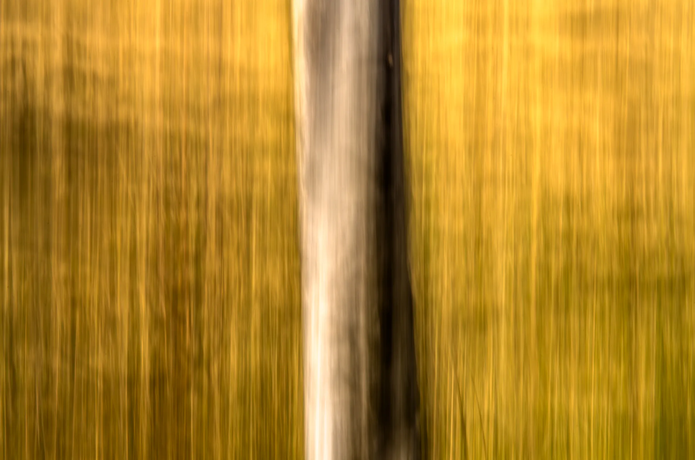 Vertical Motion Forest Gold as an abstract study.