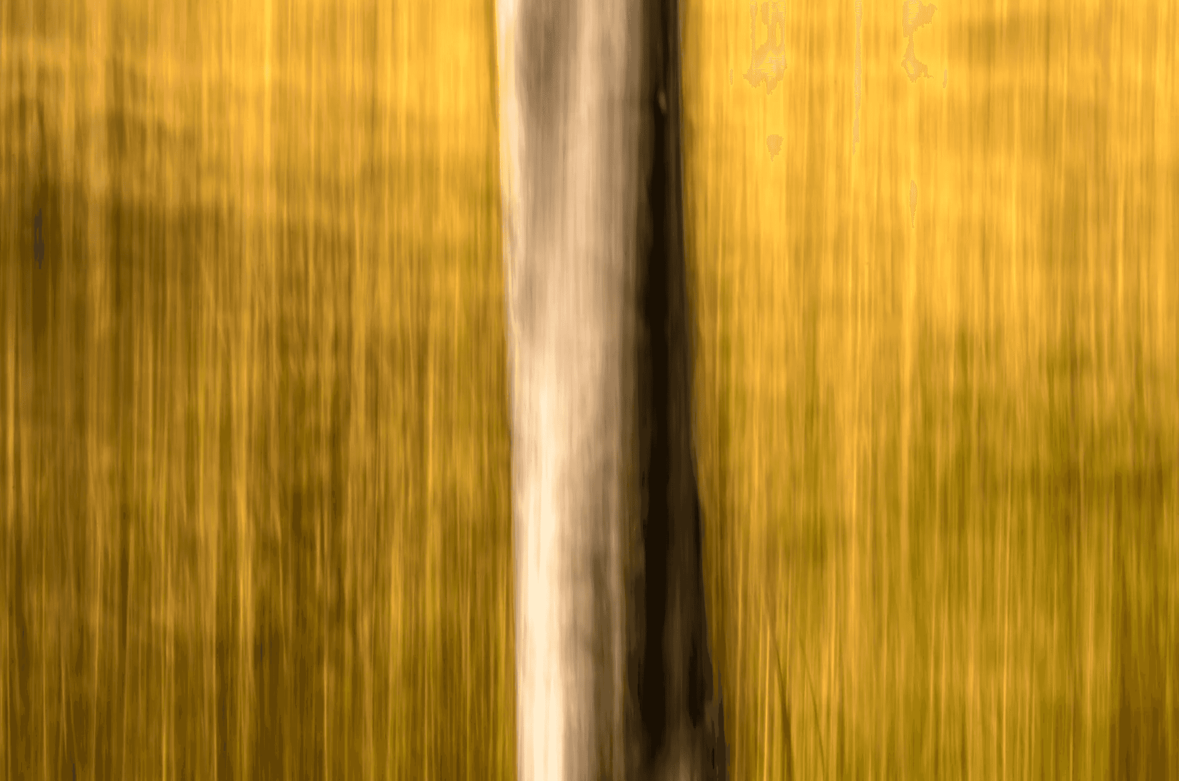 Vertical Motion: Forest Gold Vertical Motion Forest Gold as an abstract study.