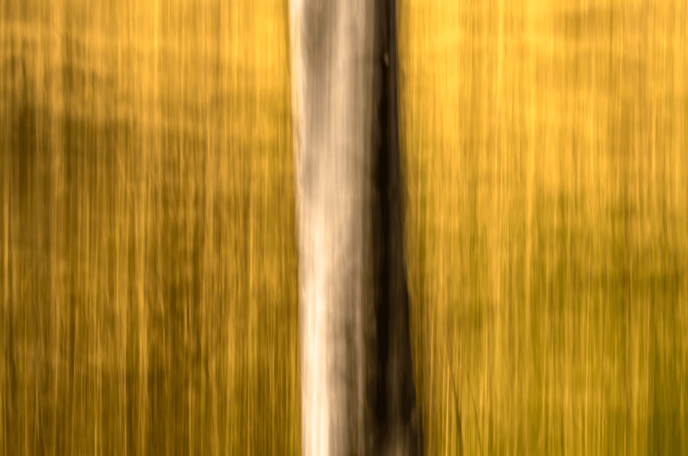 Click to view in fullscreen Vertical Motion Forest Gold as an abstract study.