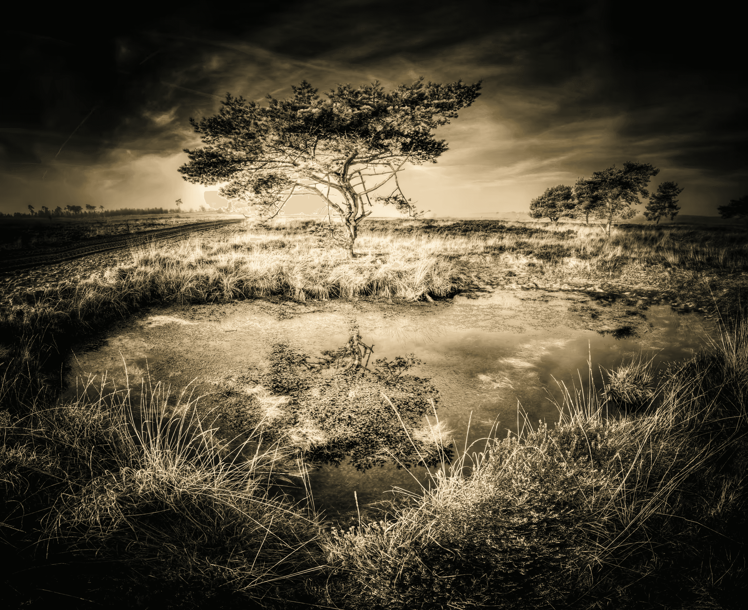 Mirror of Stillness: Tree and Reflection A solitary tree and its reflection in still water.