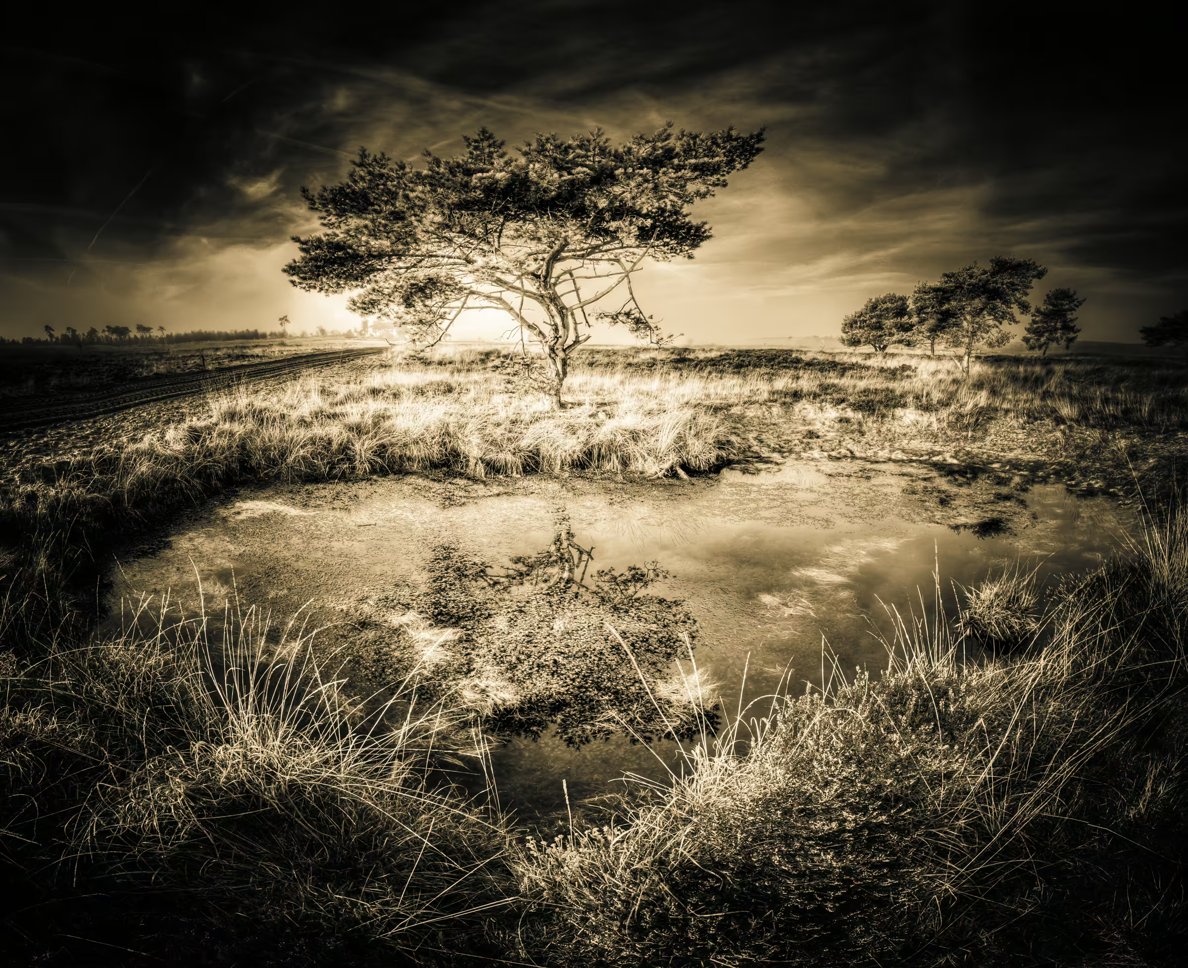 A solitary tree and its reflection in still water.